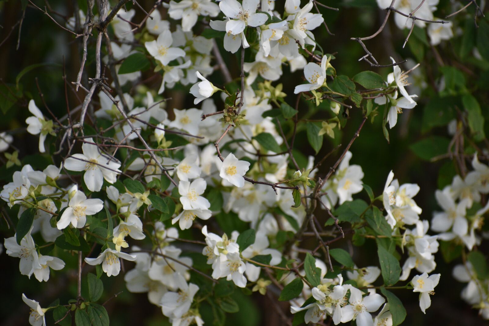 Nikon D5600 sample photo. Flowers, bush, shrub photography