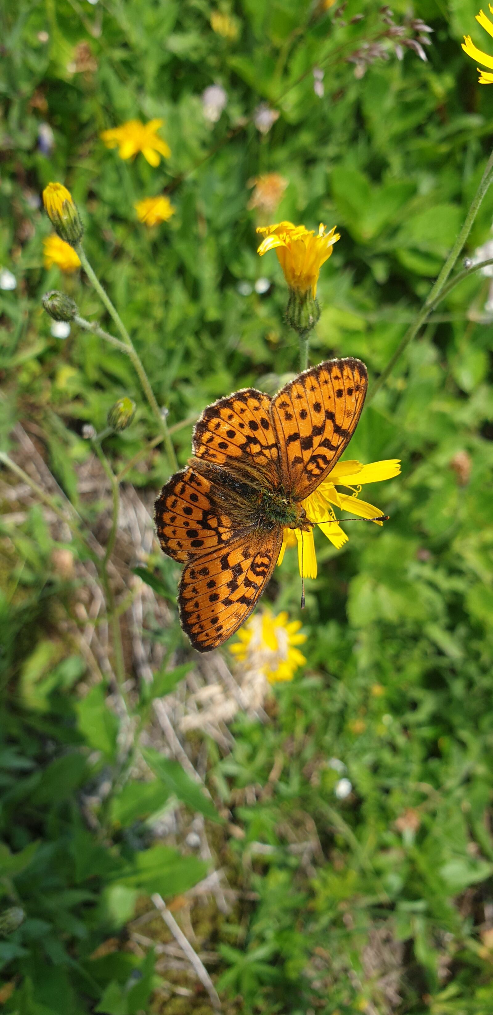 Samsung Galaxy S9 sample photo. Fiery mother-of-pearl moth, butterfly photography