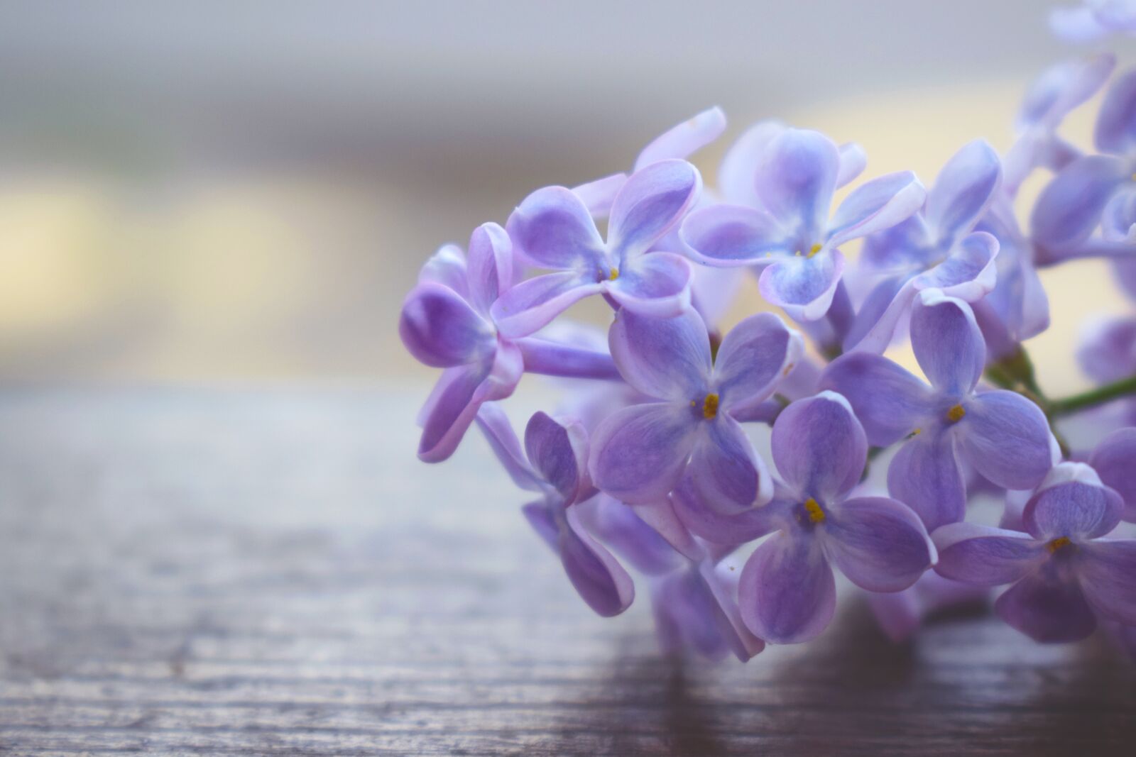 Nikon D3300 sample photo. Lilac, macrophoto, macro photography