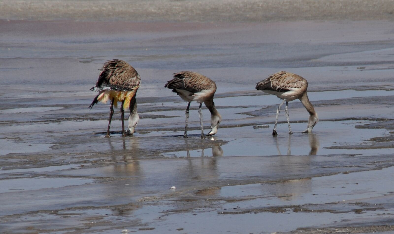 Nikon D90 sample photo. Flamingos, grey, mud photography