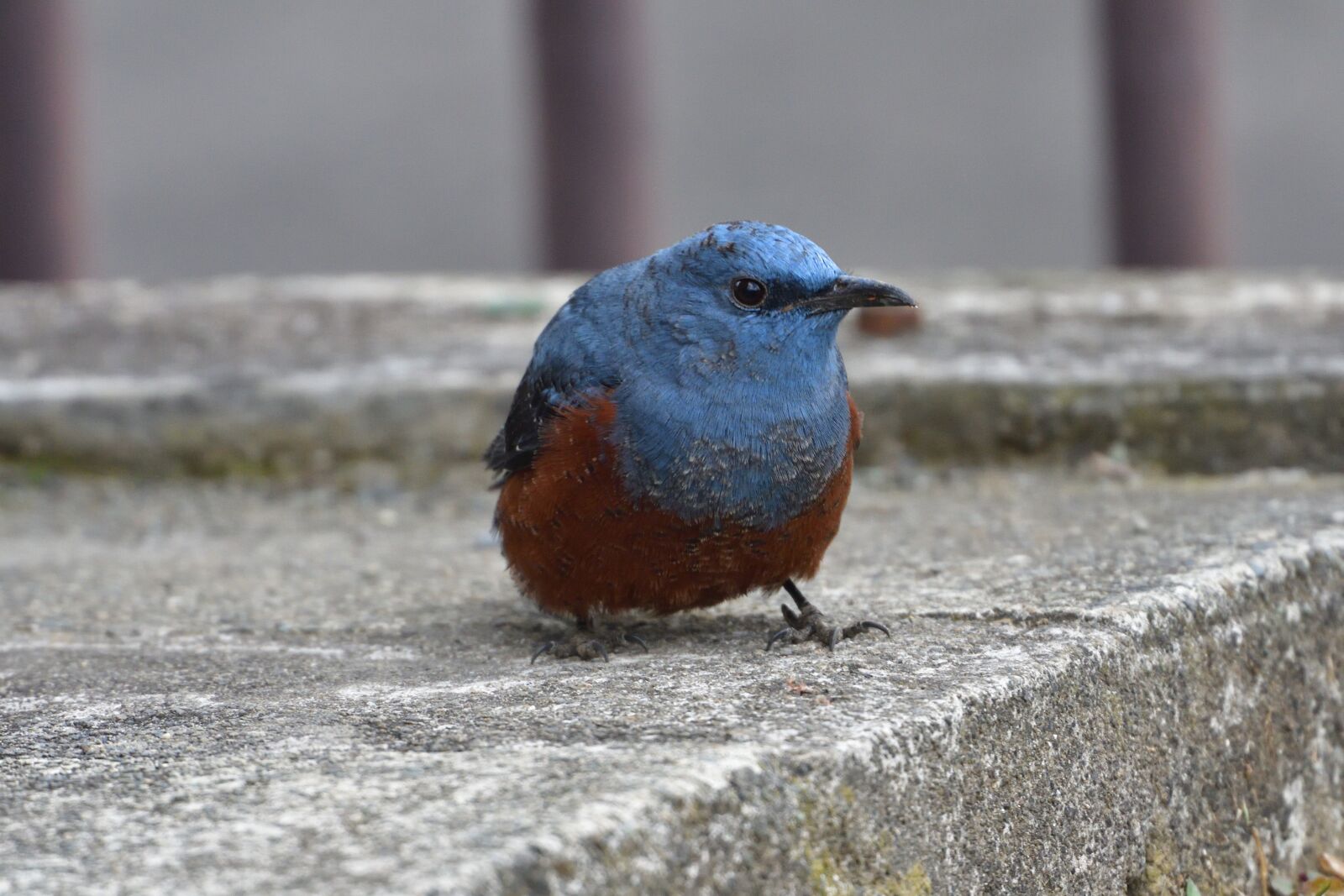 Nikon D500 sample photo. Natural, outdoors, bird photography