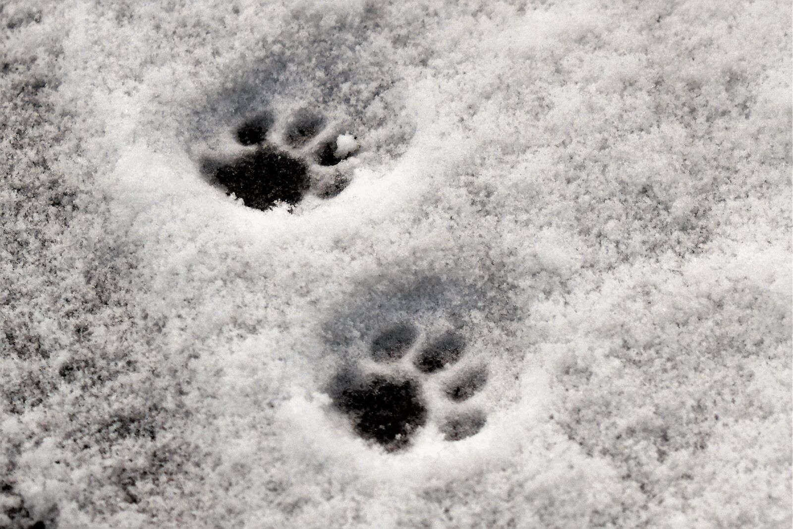 Nikon D5500 sample photo. Paws, cat's paw, reprint photography