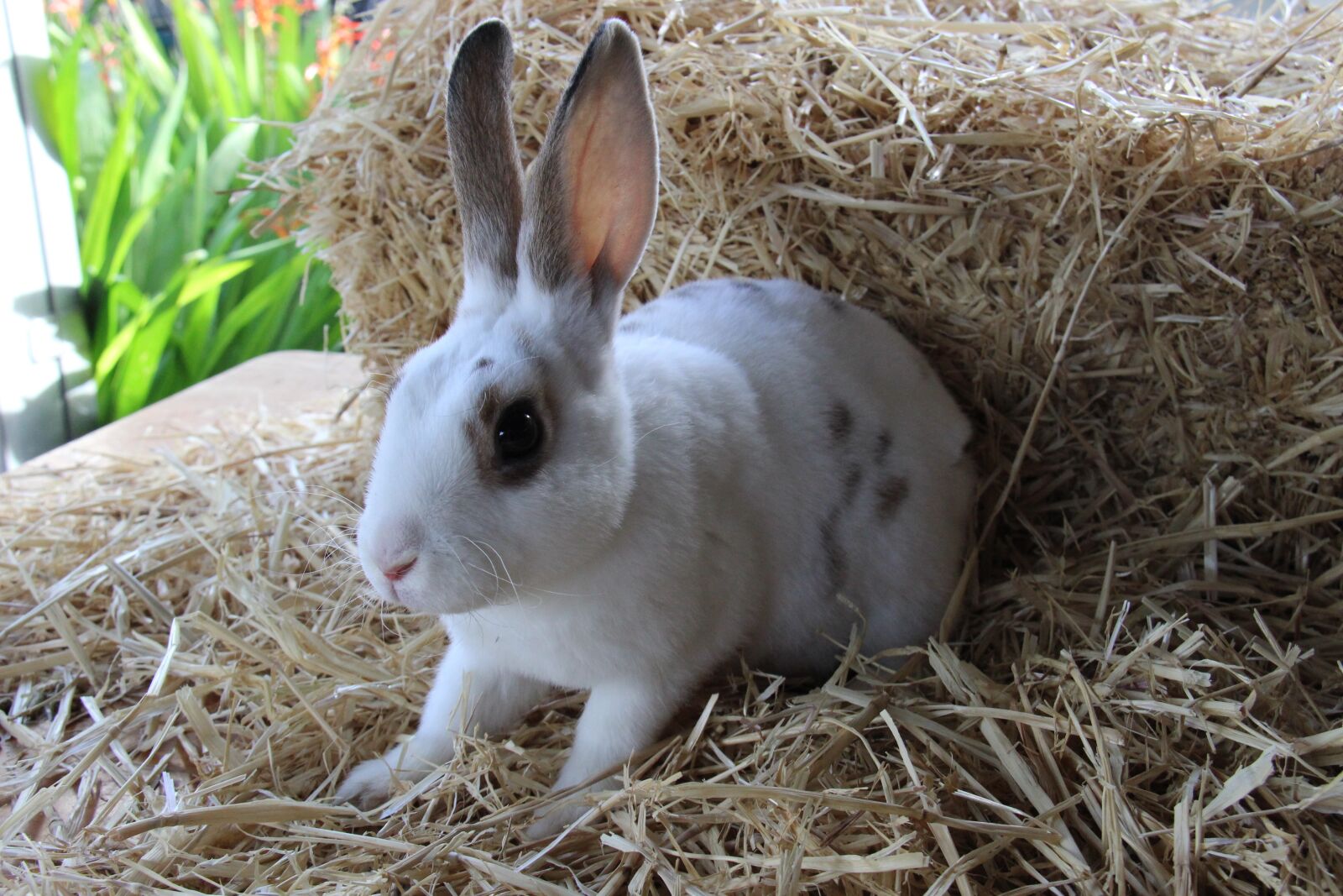 Canon EF-S 18-200mm F3.5-5.6 IS sample photo. Rabbit, cute, bunny photography