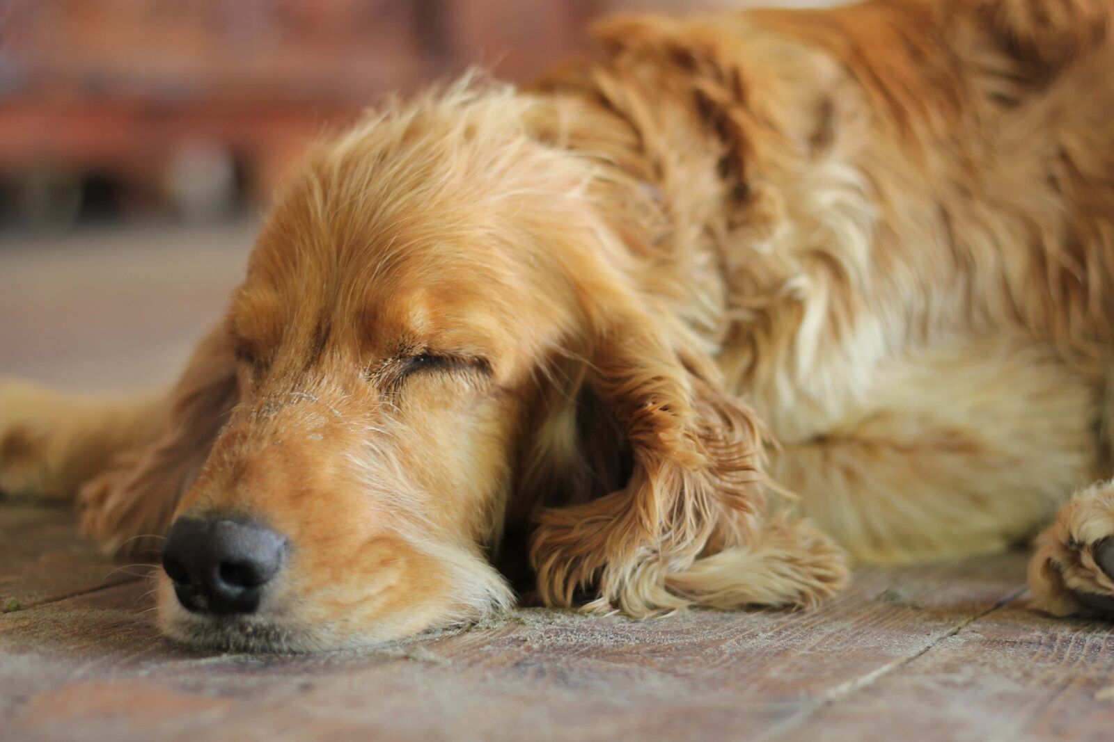 Canon EOS 550D (EOS Rebel T2i / EOS Kiss X4) + Canon EF 50mm F1.8 II sample photo. Cocker spaniel, sleep, dream photography