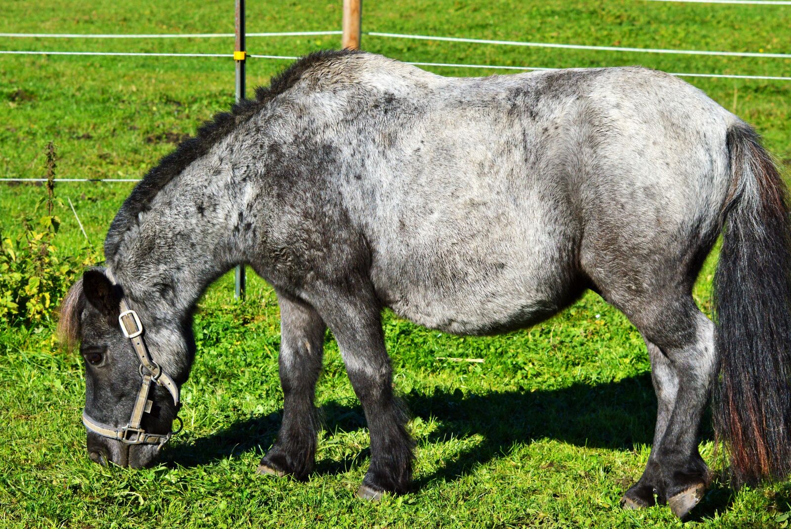 Nikon D3200 sample photo. Pony, none of the photography