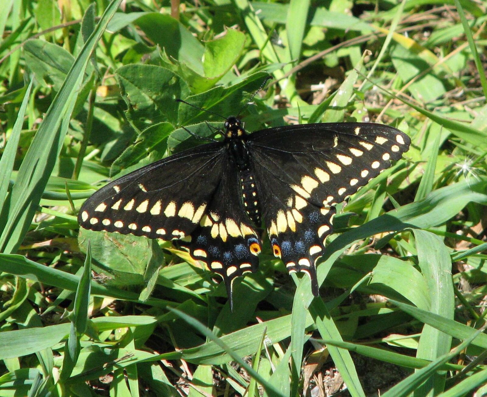 Canon POWERSHOT S5 IS sample photo. Eastern black swallowtail, american photography