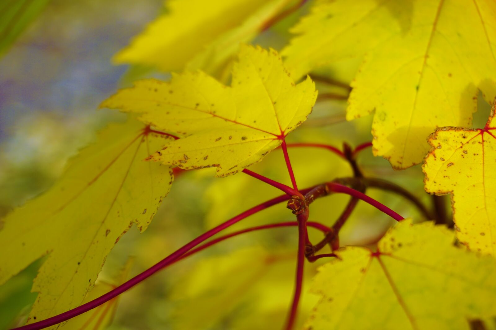 Sony a6000 sample photo. Autumn, autumn, colours, leaves photography