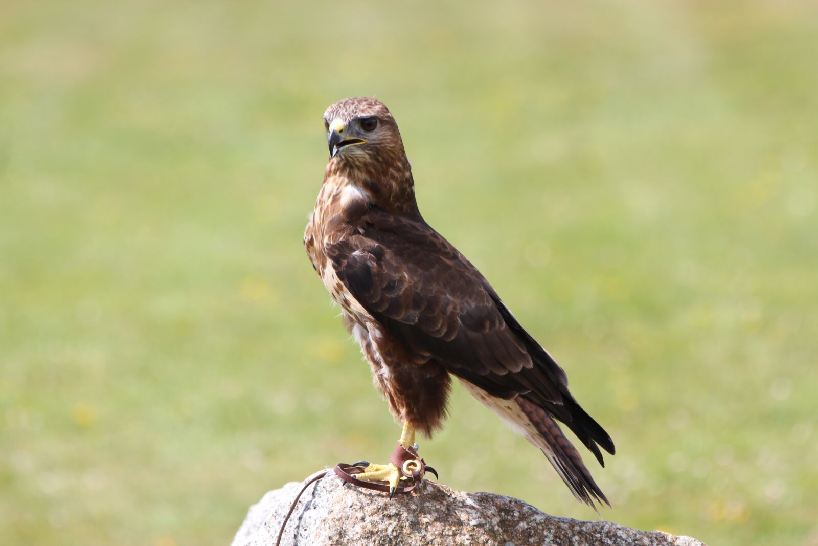 Canon EOS 550D (EOS Rebel T2i / EOS Kiss X4) sample photo. Buzzard, bird, raptor photography