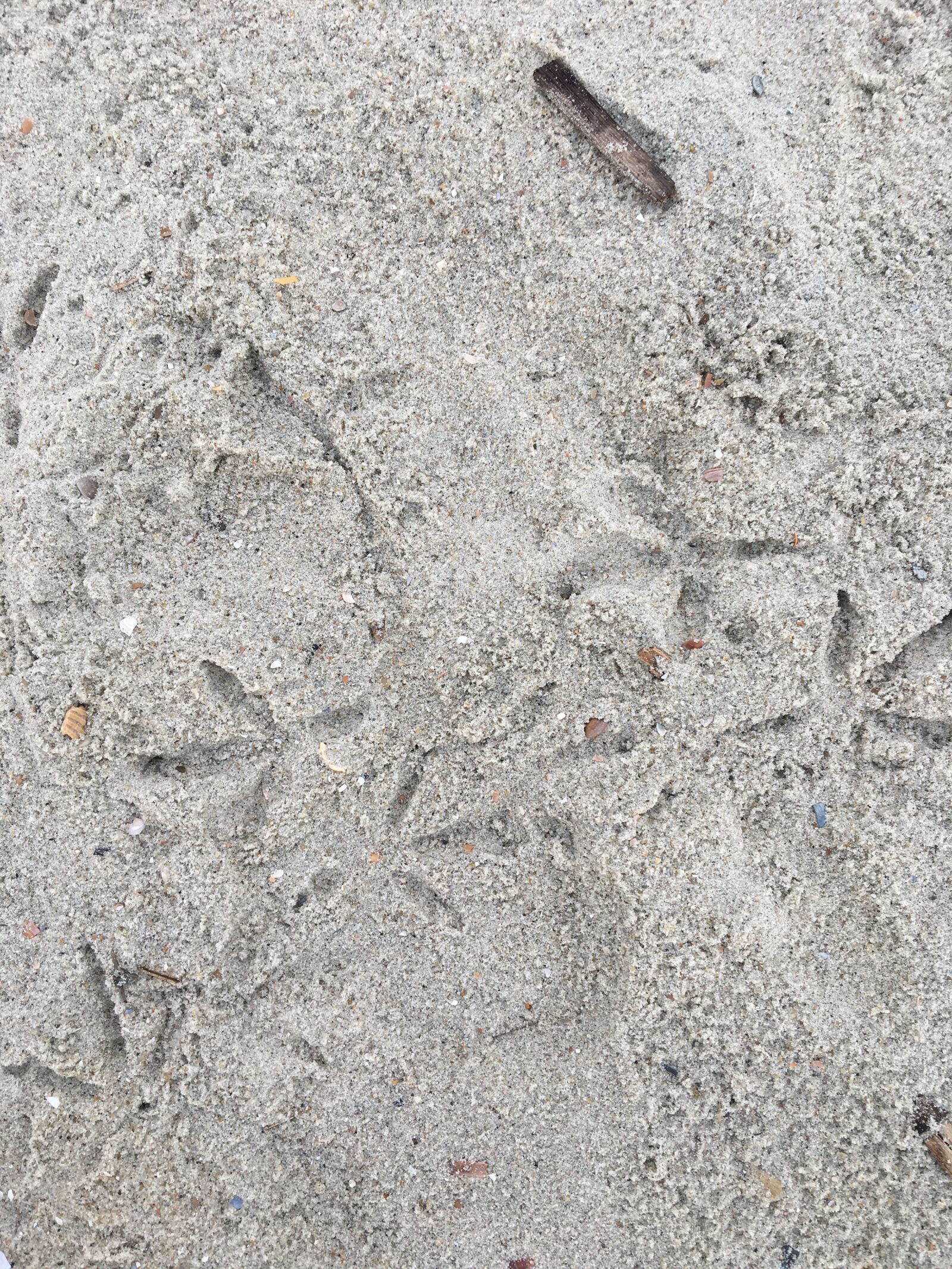 Apple iPhone 6s sample photo. Beach, sand, seagull, seagull photography