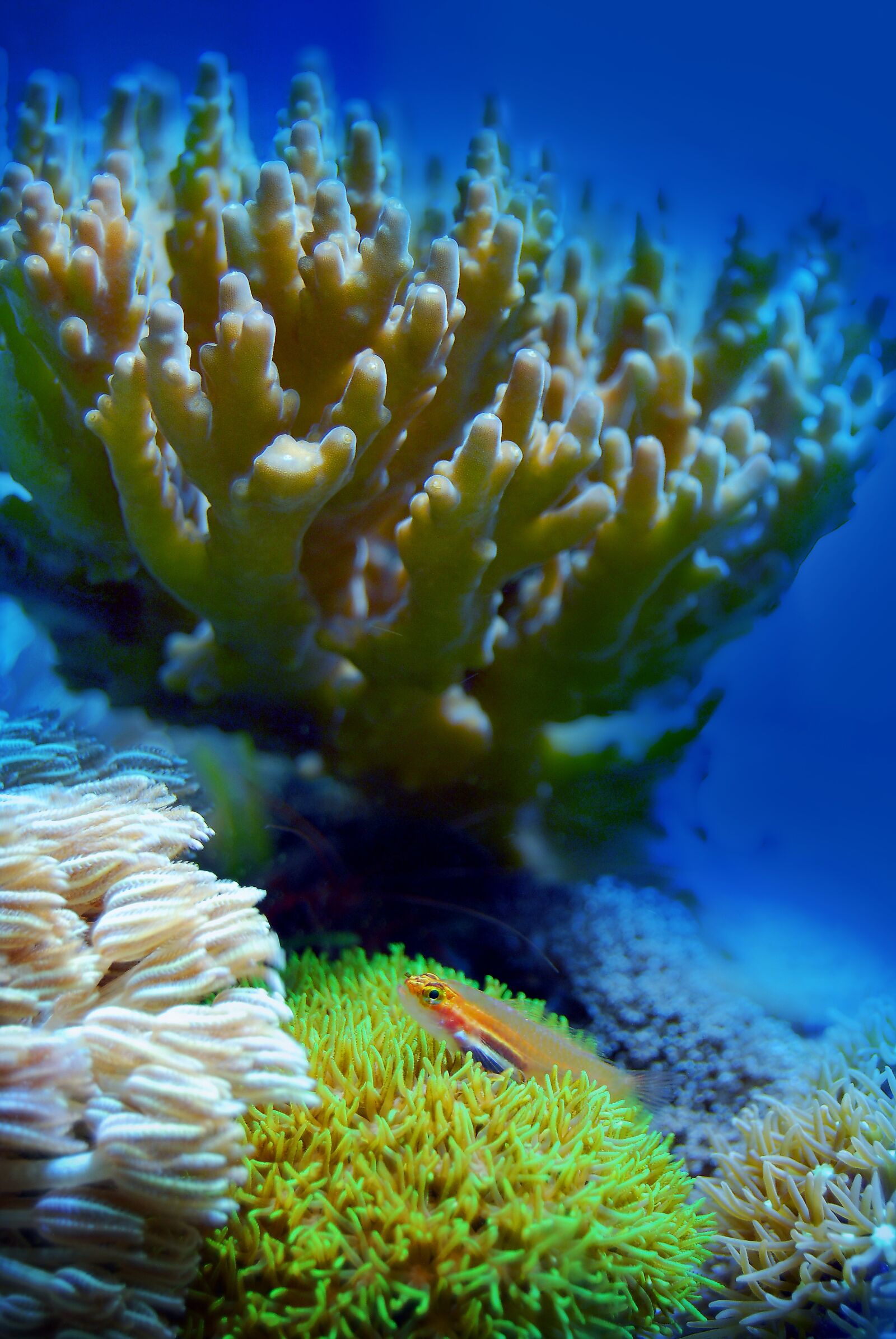 Nikon D40X sample photo. Coral, reef, sea photography