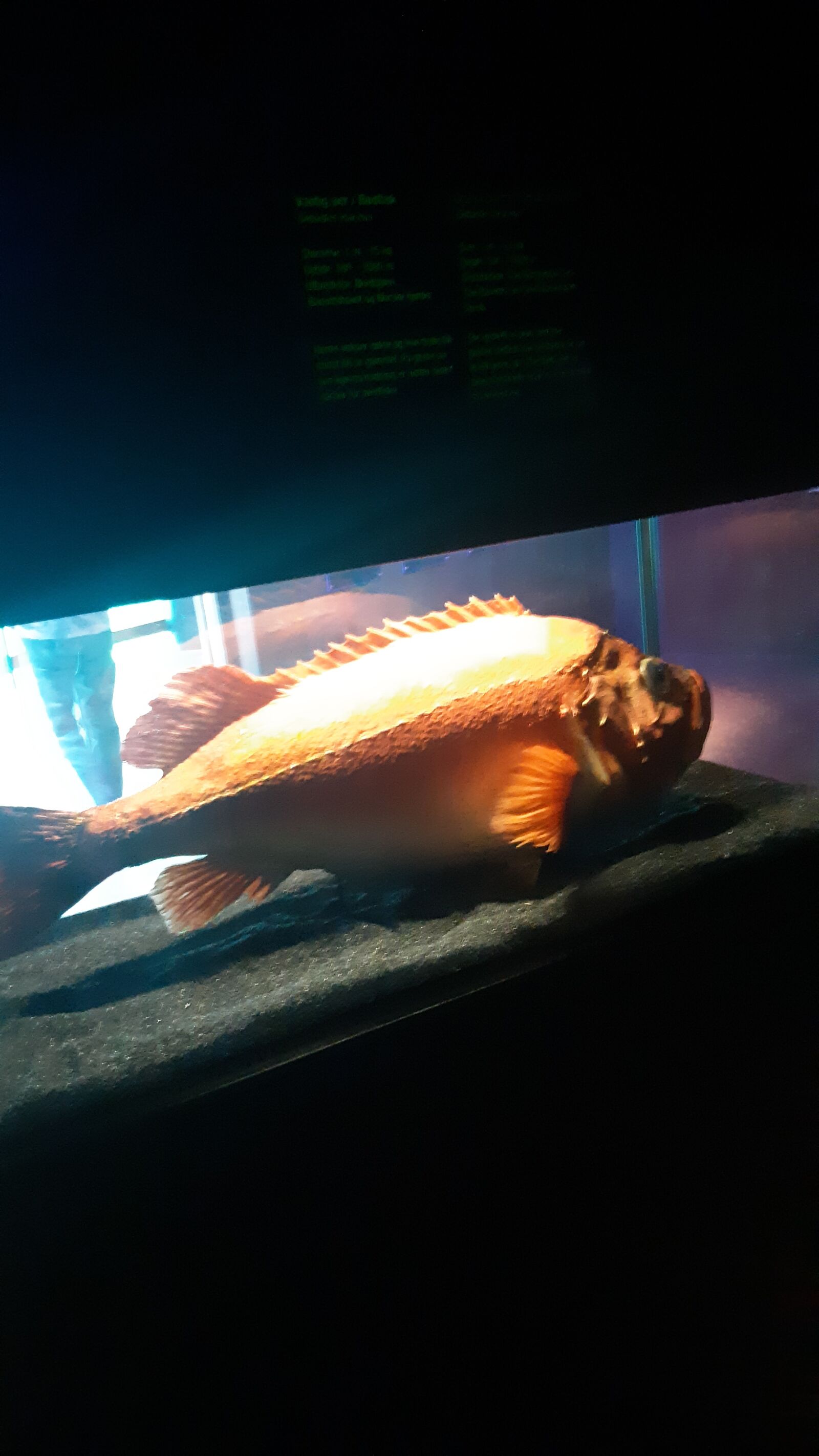 Samsung Galaxy A8(2018) sample photo. Fish, big, ga photography