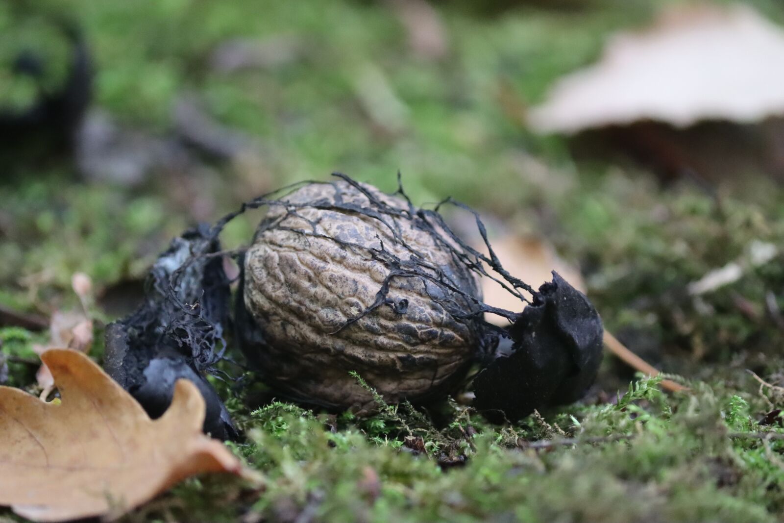 Canon EOS 90D sample photo. Nuts, fruit, eat photography