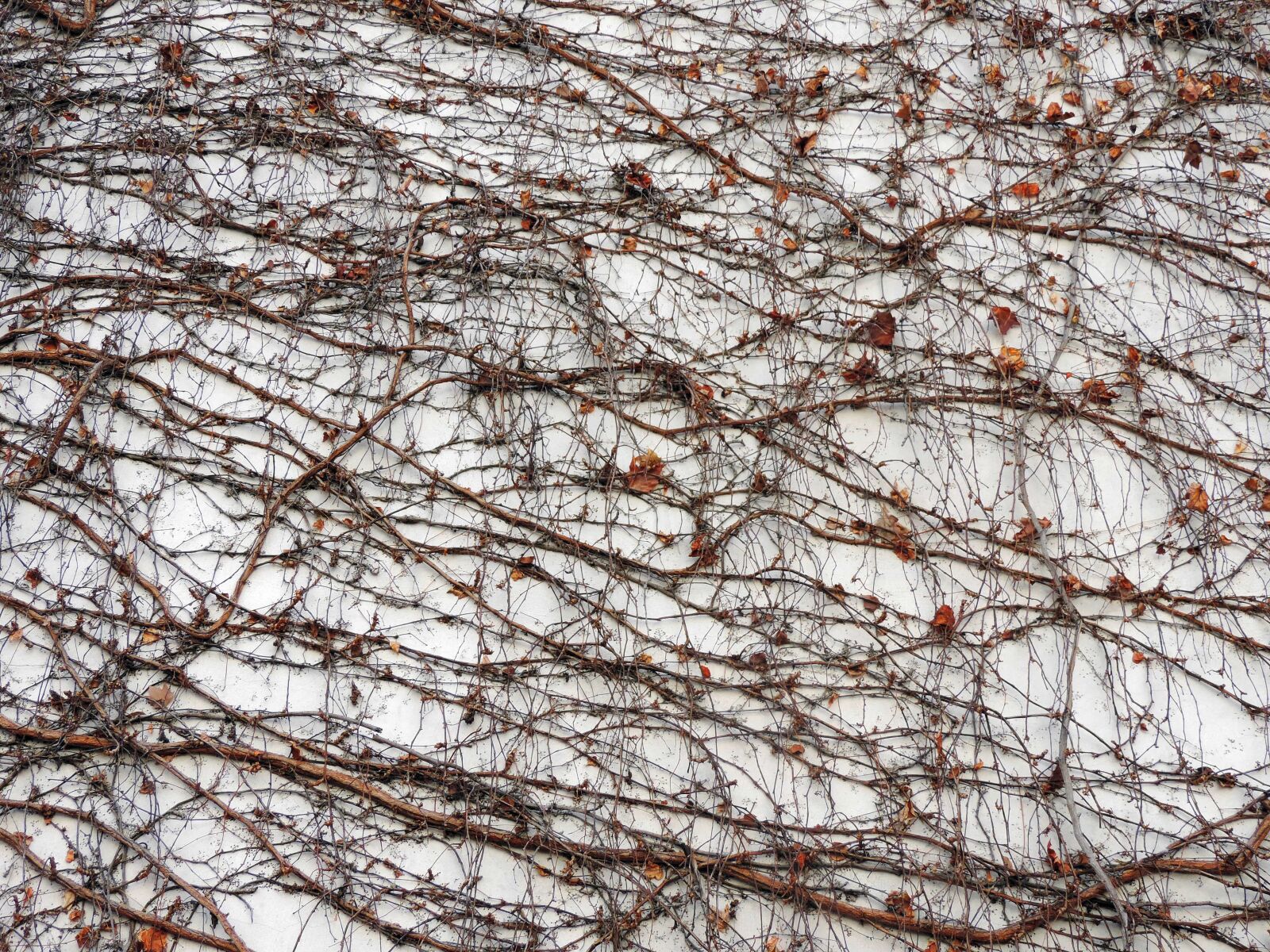 Nikon Coolpix P520 sample photo. Autumn season, texture, branch photography
