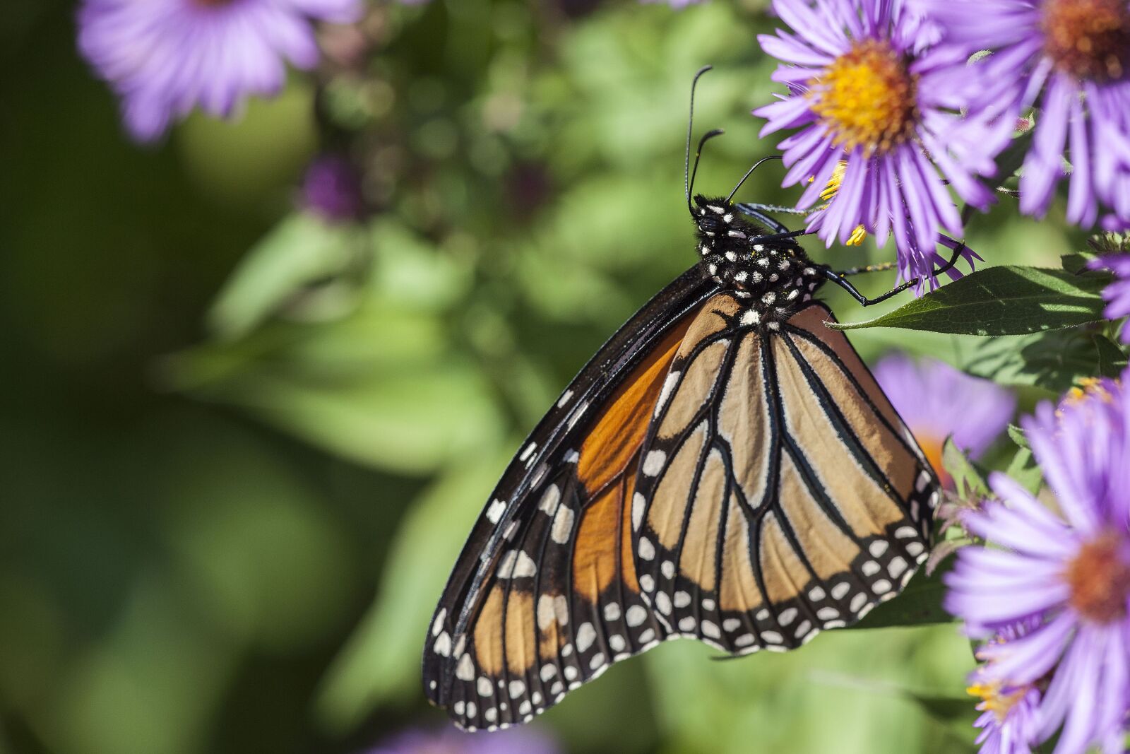 Canon EOS 5D Mark II sample photo. Monarch butterfly, butterfly, monarch photography