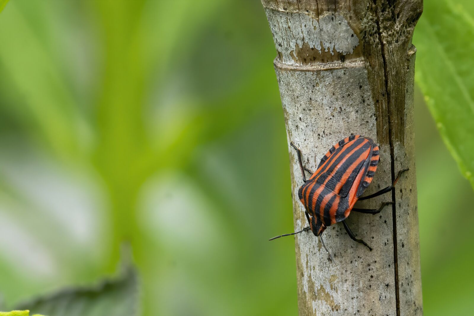 Nikon D7100 sample photo. Insect, striped, tæge photography