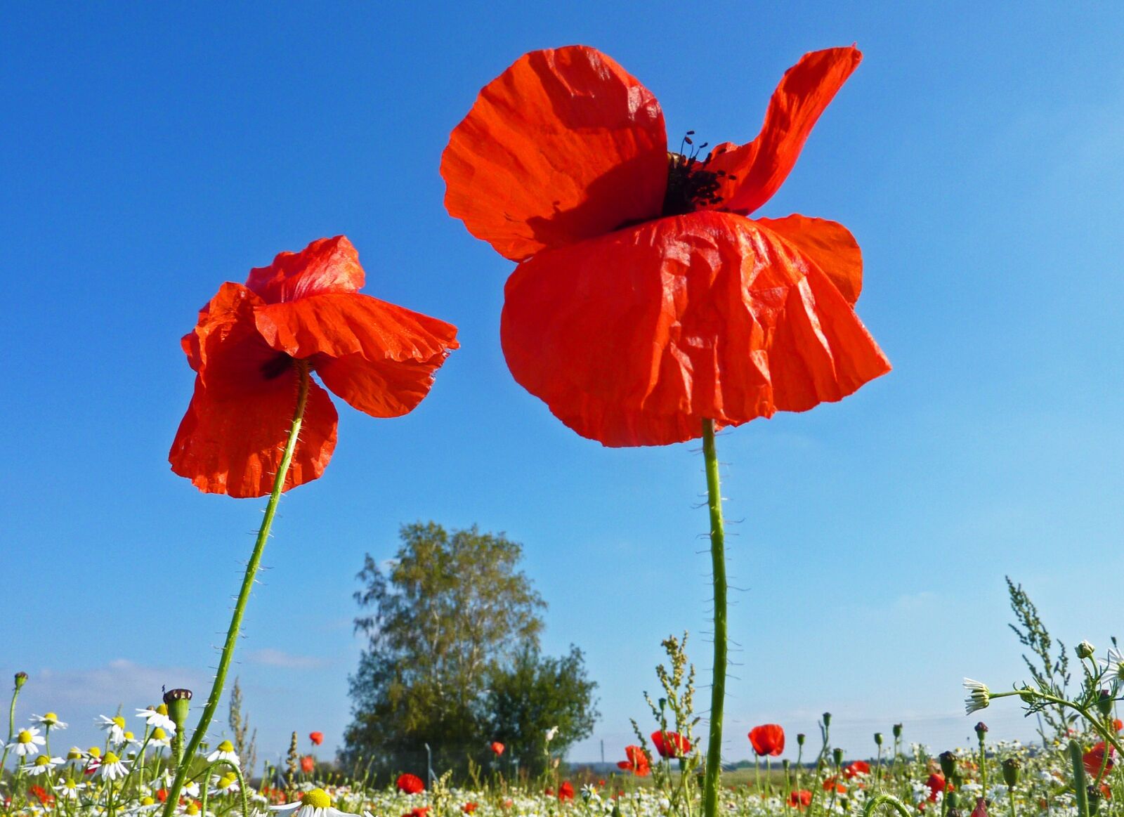 Panasonic DMC-TZ7 sample photo. Poppies, nature, red photography
