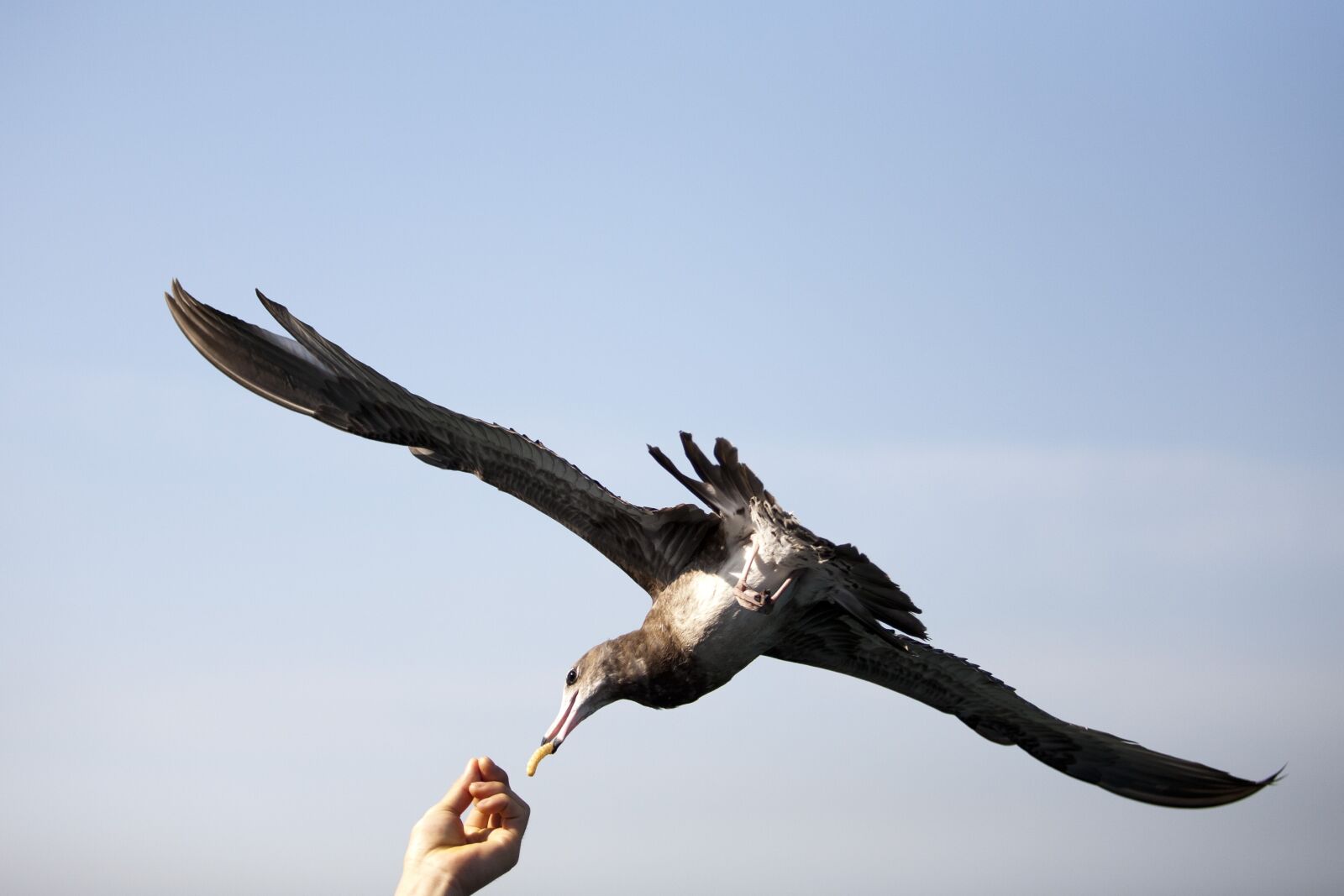 Canon EOS 5D sample photo. Seagull, sea birds, new photography