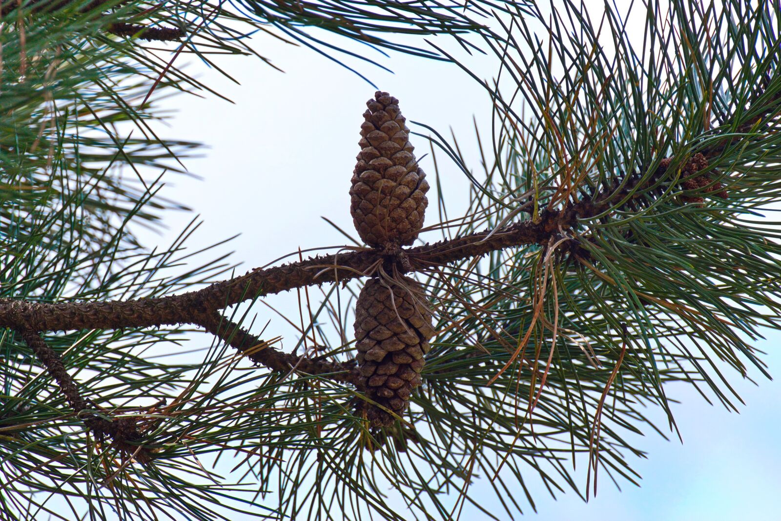 Nikon D5300 sample photo. Branch, conifer, tree photography