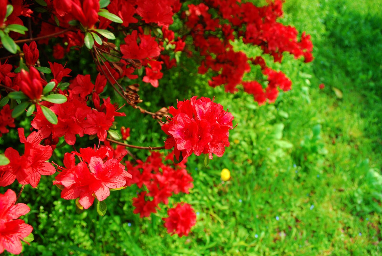 Nikon D60 sample photo. Flowers, spring flowers, red photography