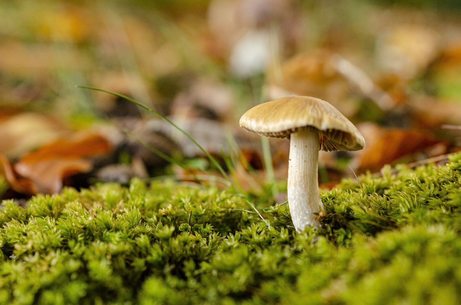 Nikon D7000 sample photo. Fungus, fall, leaf photography