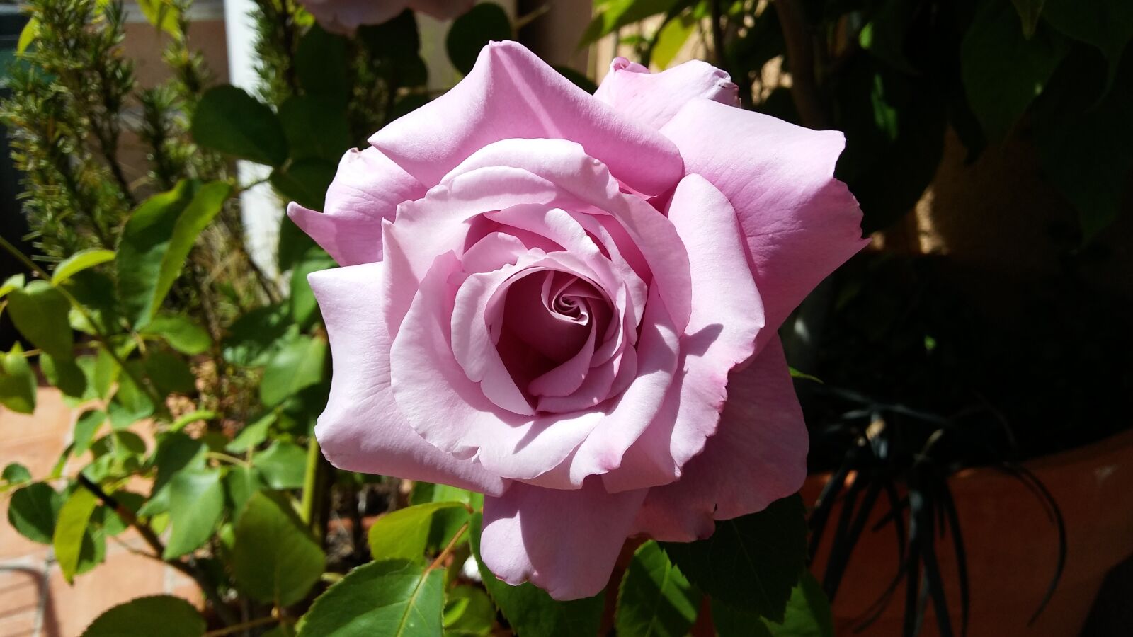 LG K10 sample photo. Rosa, pink flower, roses photography