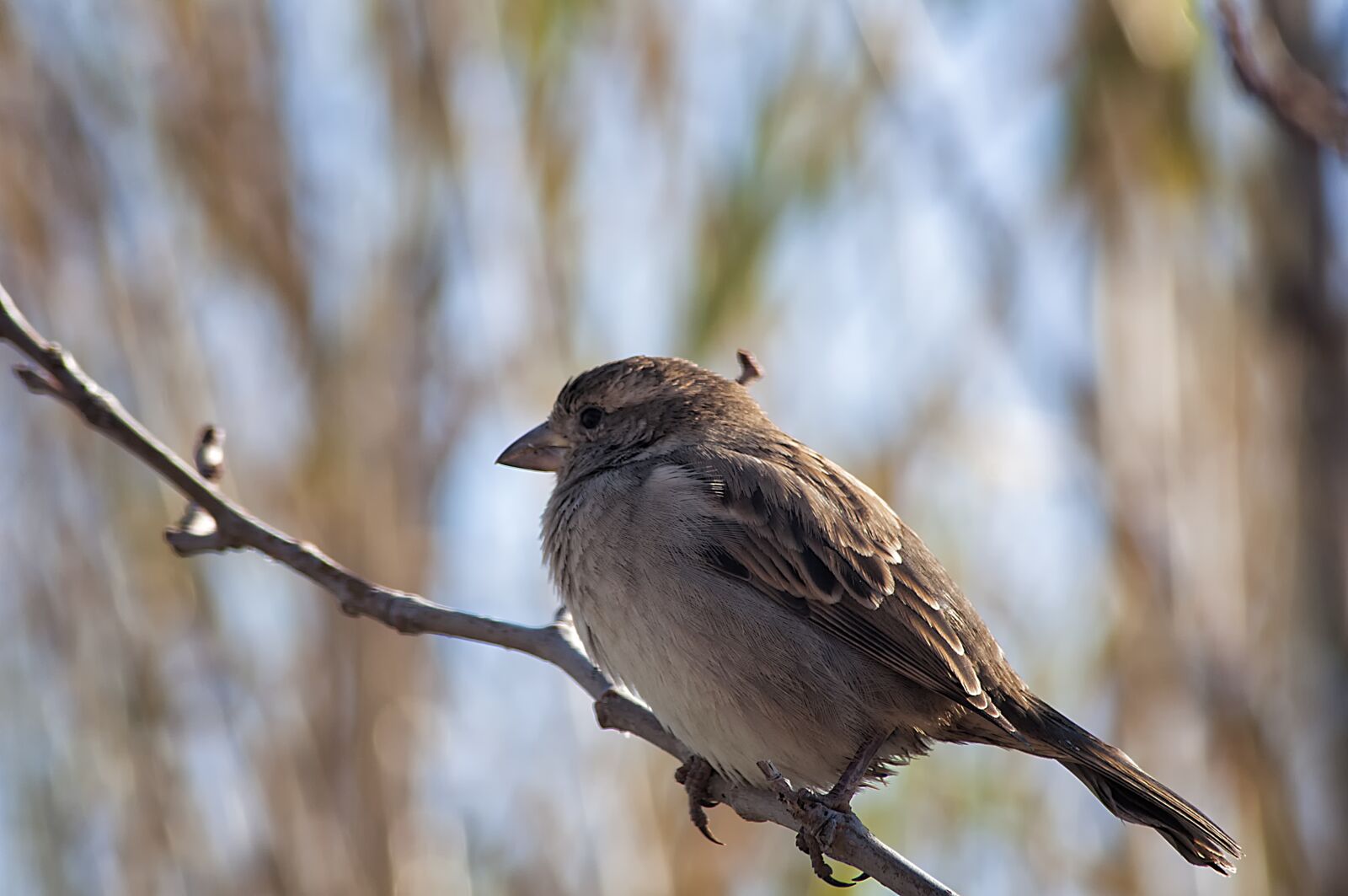 Nikon D90 sample photo. Birds, gorrion, branch photography