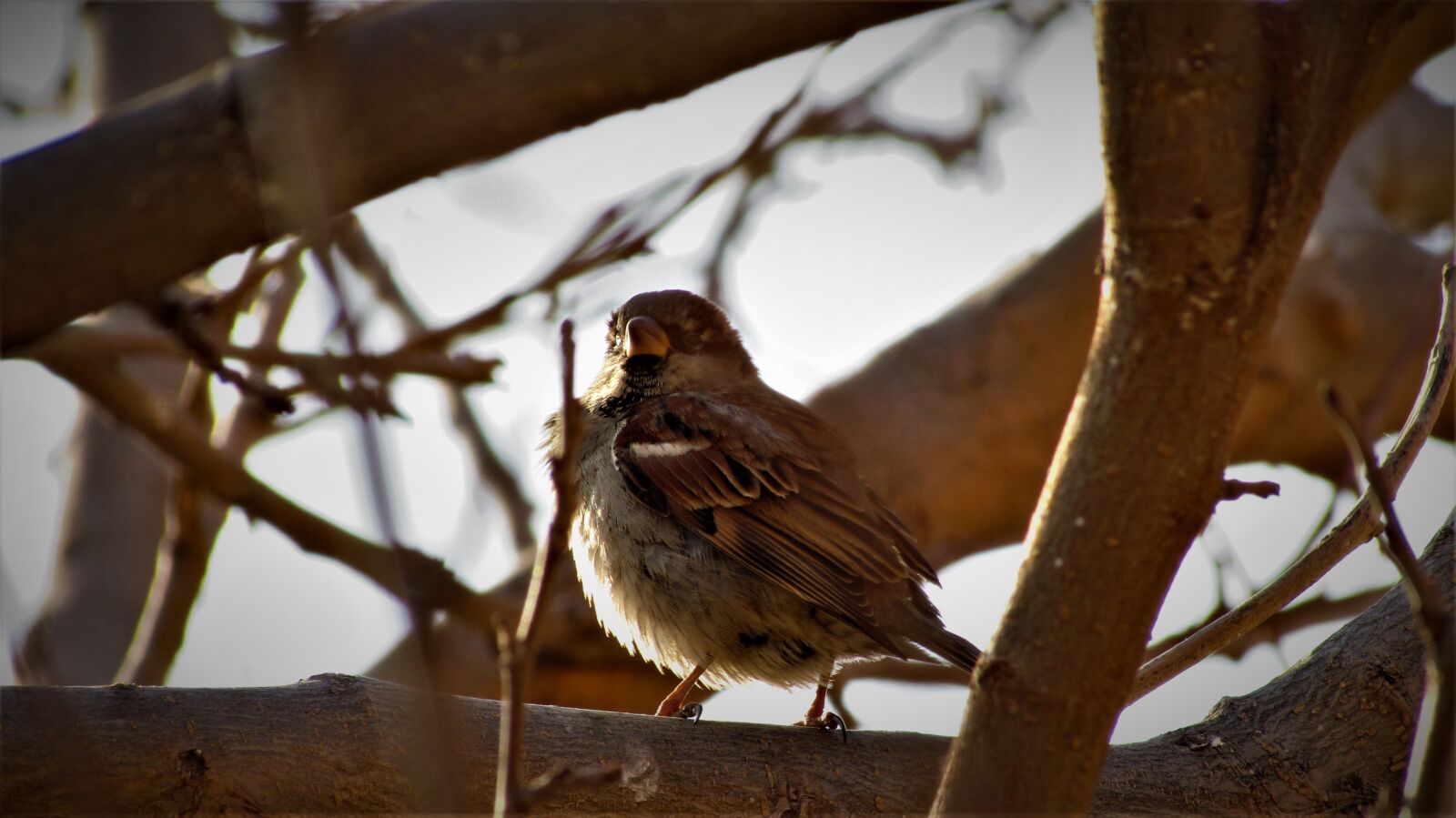Canon PowerShot SX510 HS sample photo. Birds, wildlife, nature photography