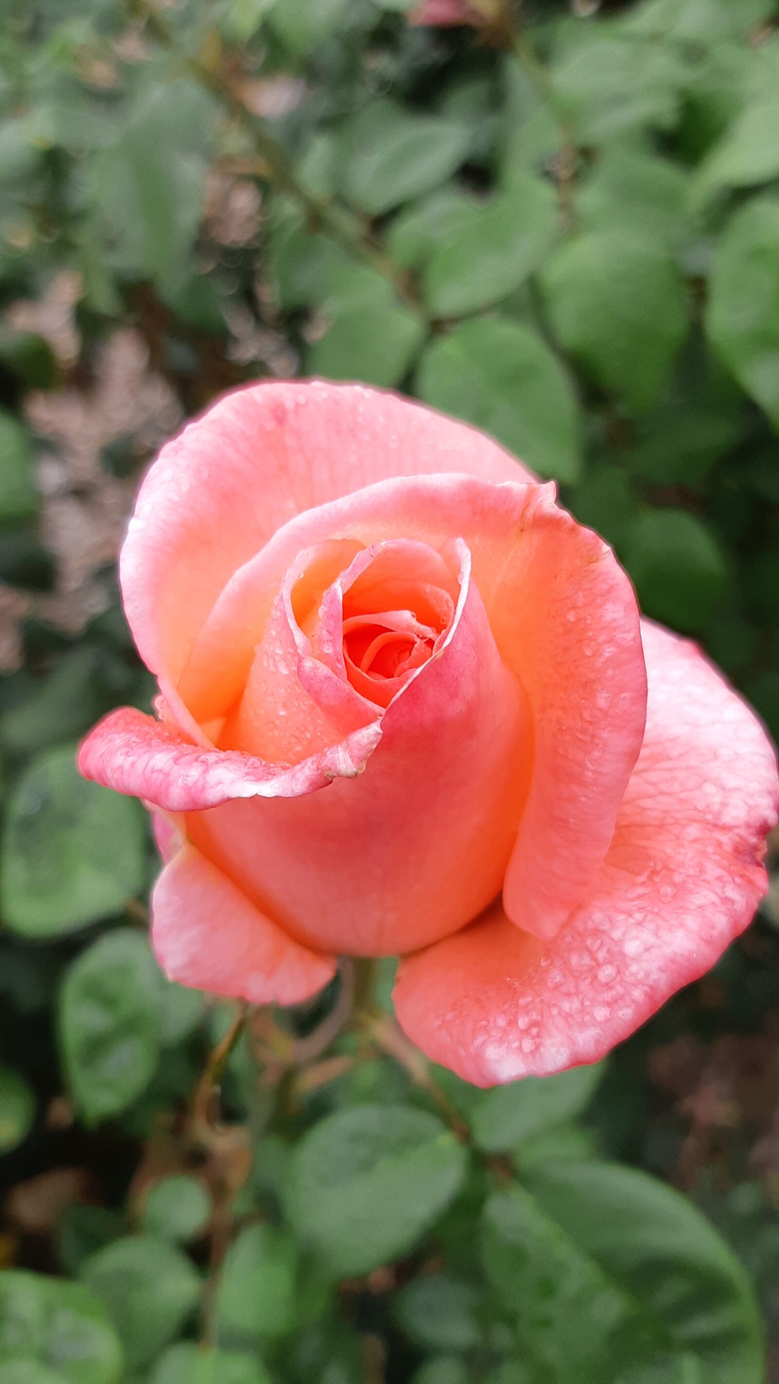 Samsung Galaxy A8(2018) sample photo. Pink roses, rainy day photography