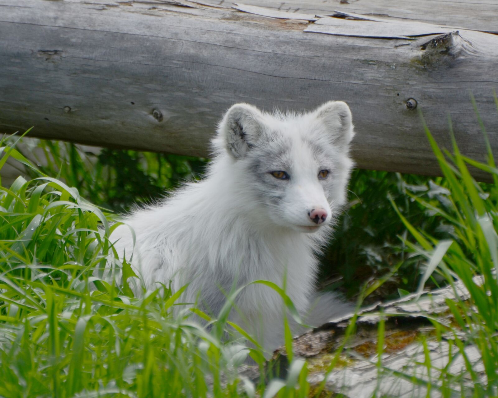 Nikon D7000 sample photo. Arctic, fox, animal photography