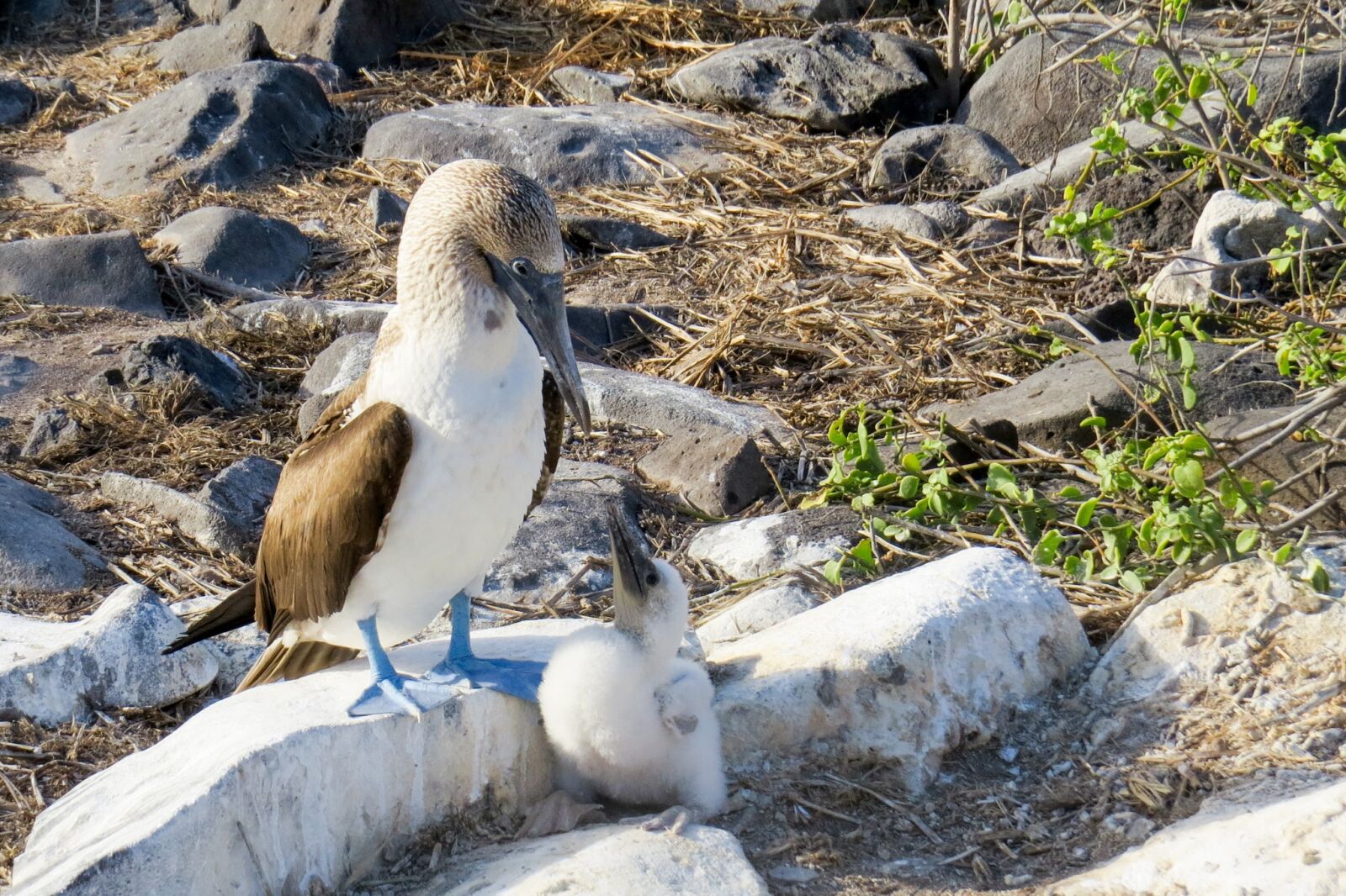 Canon PowerShot SX50 HS sample photo. Blue-footed booby, booby, bird photography