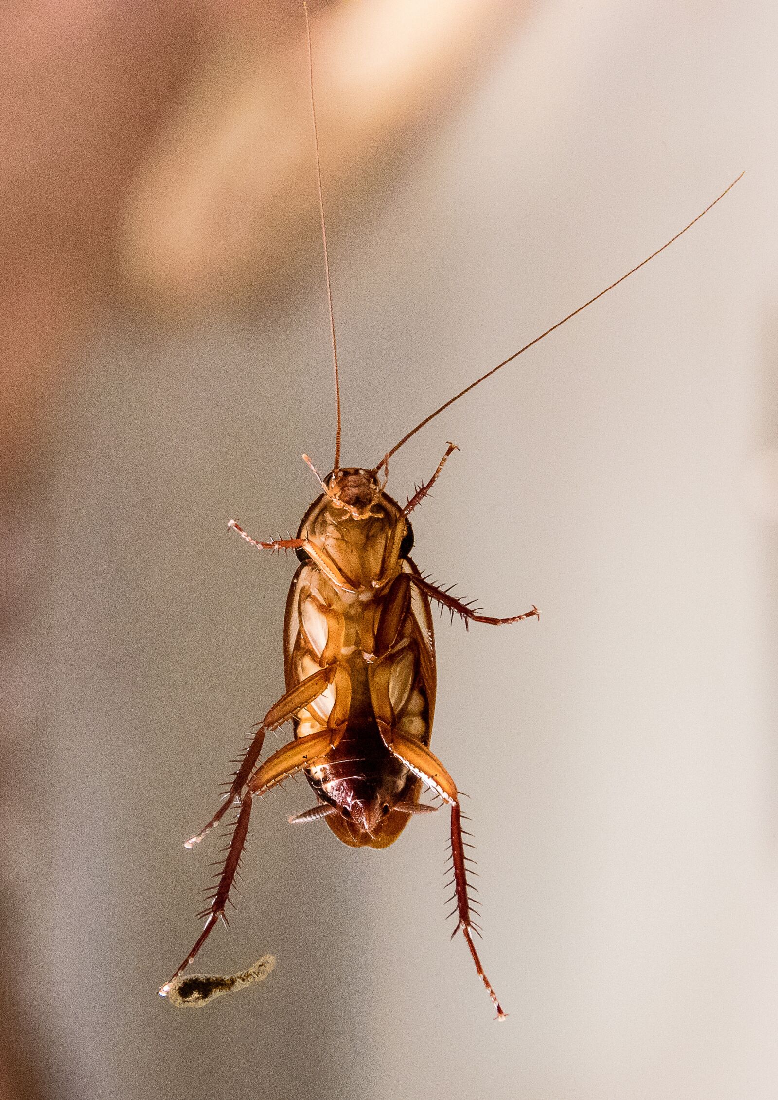 Canon EOS 80D sample photo. Insect, animal, animal world photography