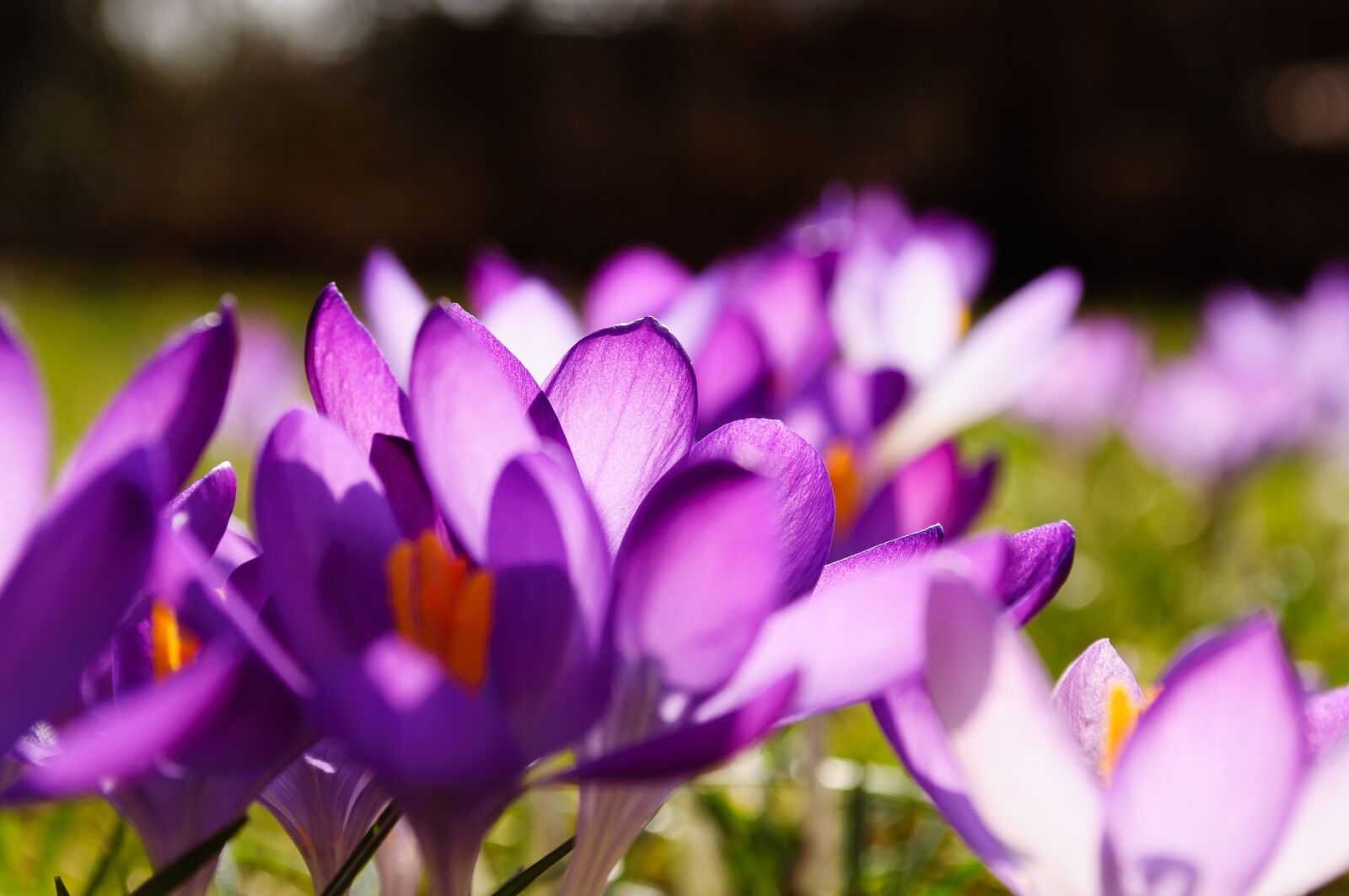 Nikon D90 sample photo. Crocus, purple, yellow photography