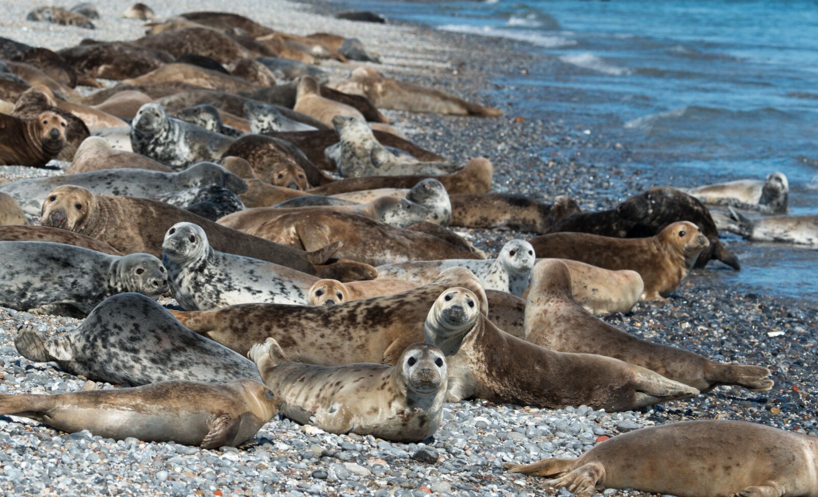 Nikon D800 sample photo. Grey seals, colony, helgoland photography