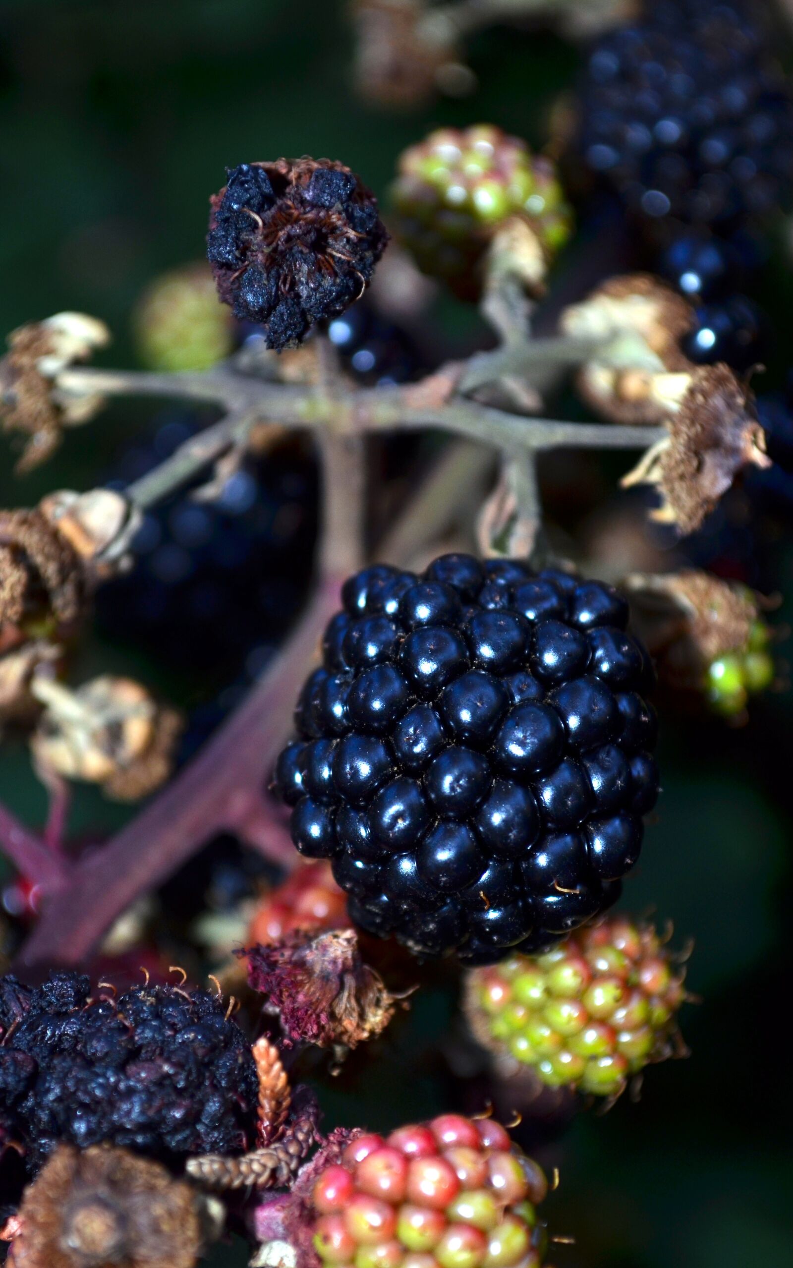 Nikon D5100 sample photo. Mora, forest fruits, salento photography