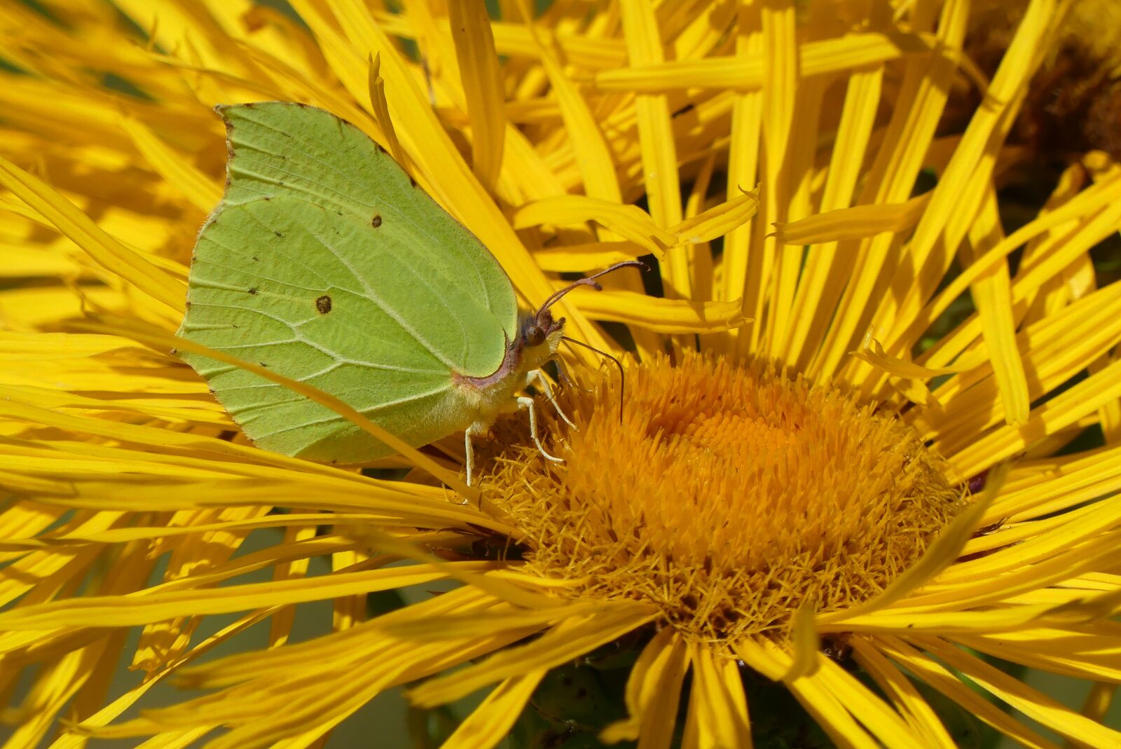 Panasonic Lumix DMC-FZ300 sample photo. Butterfly, close up, blossom photography