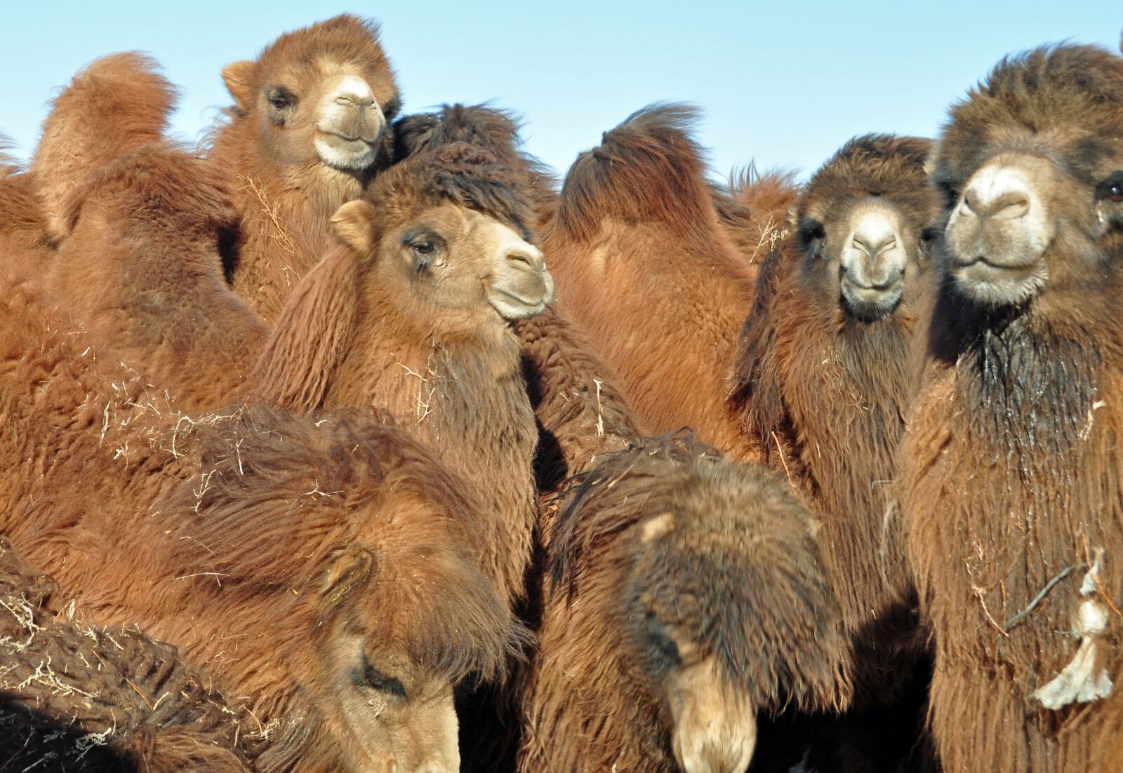 Nikon D90 sample photo. Camel, friends, travel photography