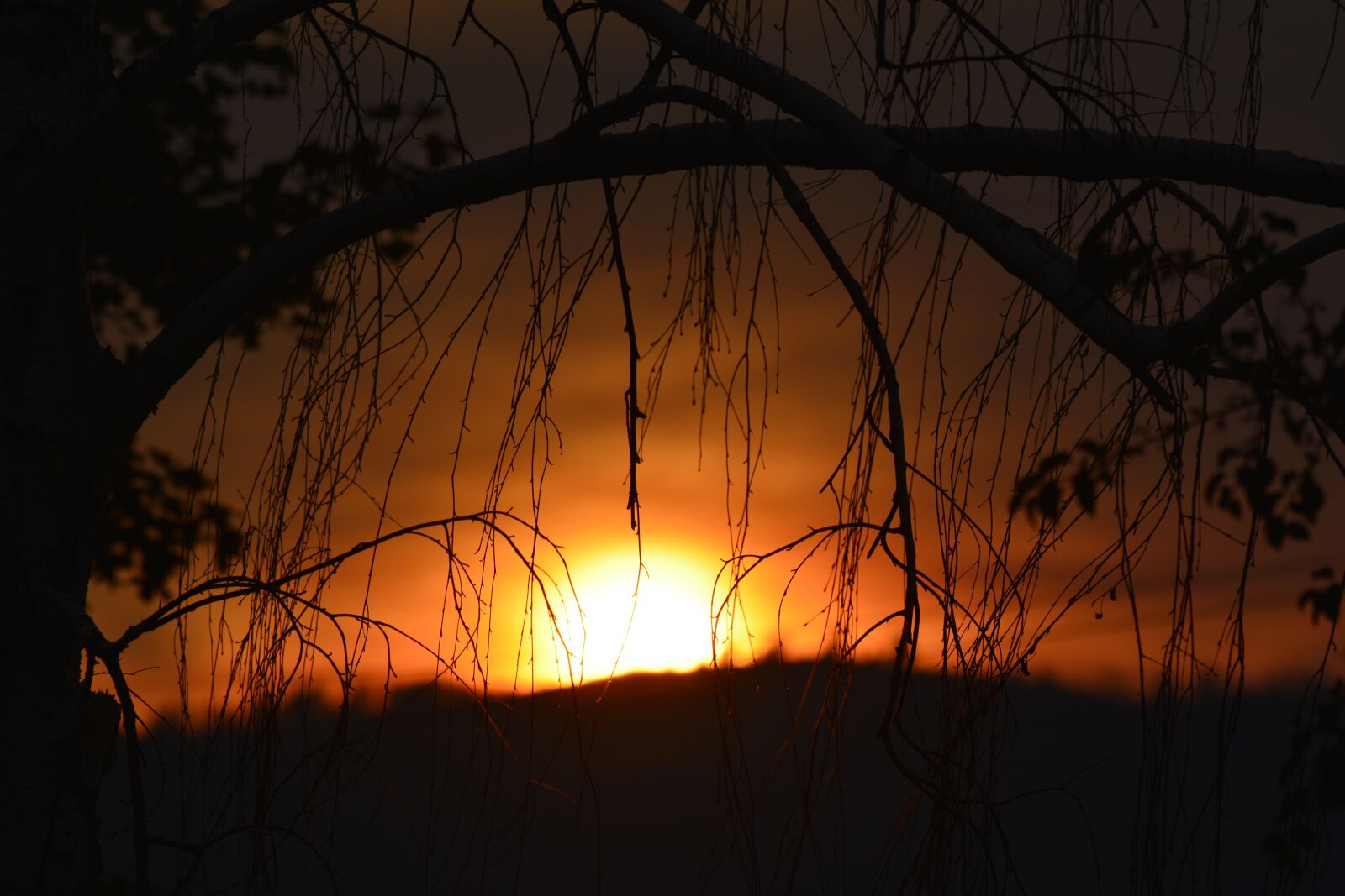 Nikon D5200 sample photo. Sunset, branch, tree photography