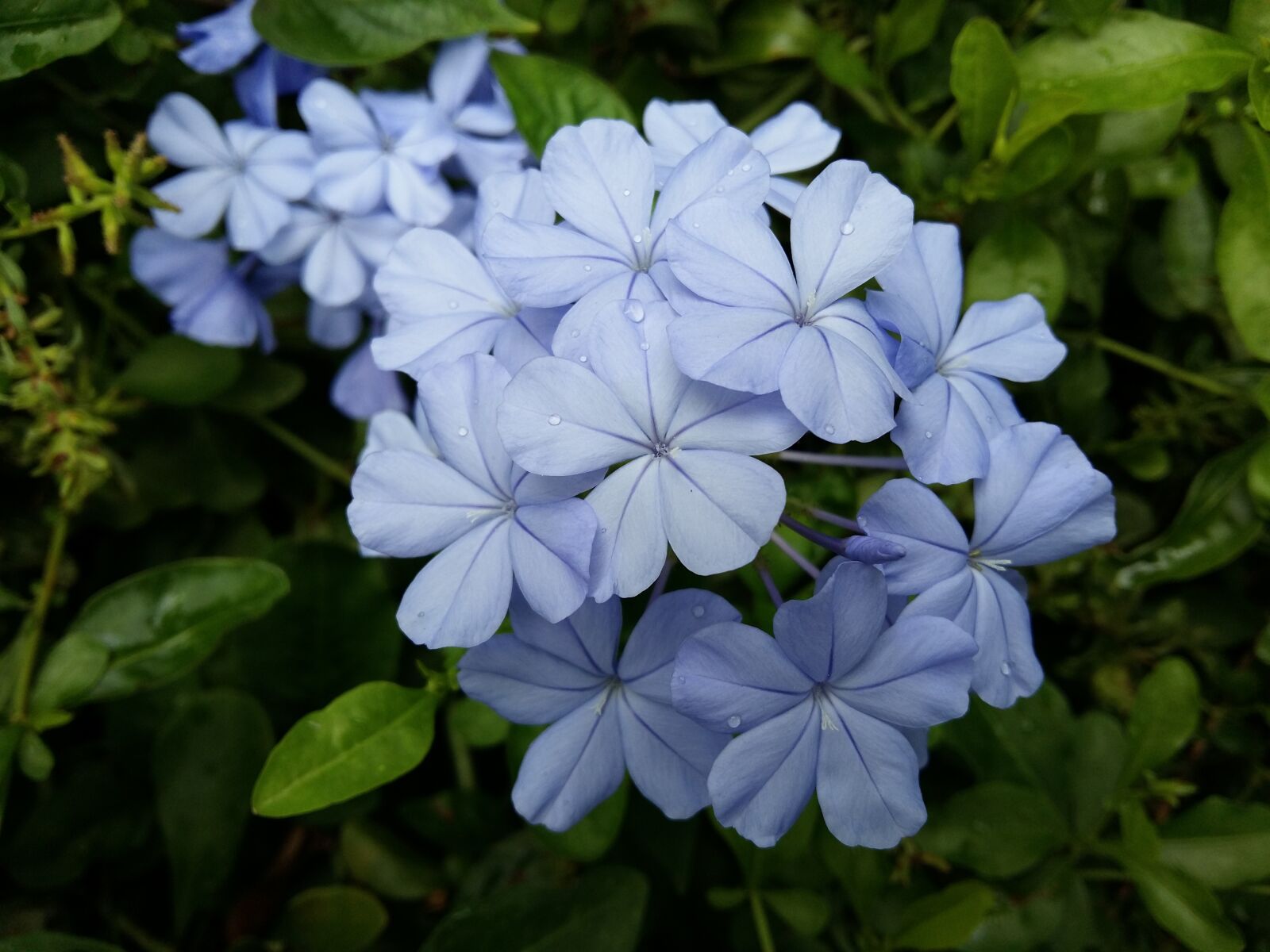 Samsung Galaxy A5 sample photo. Flowers, purple, nature photography