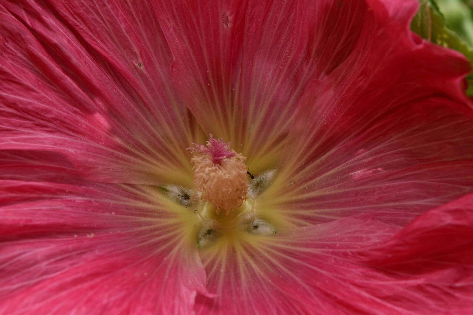 Nikon D5500 sample photo. Horticulture, nectar, pinkish, pollen photography