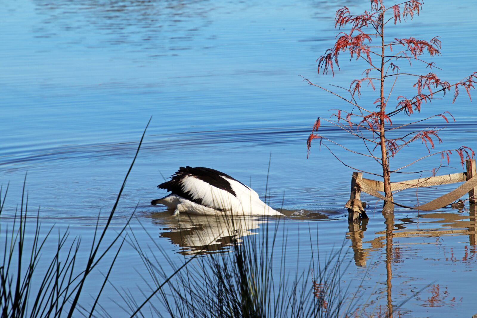 Canon EOS 800D (EOS Rebel T7i / EOS Kiss X9i) sample photo. Pelican, bird, diving photography