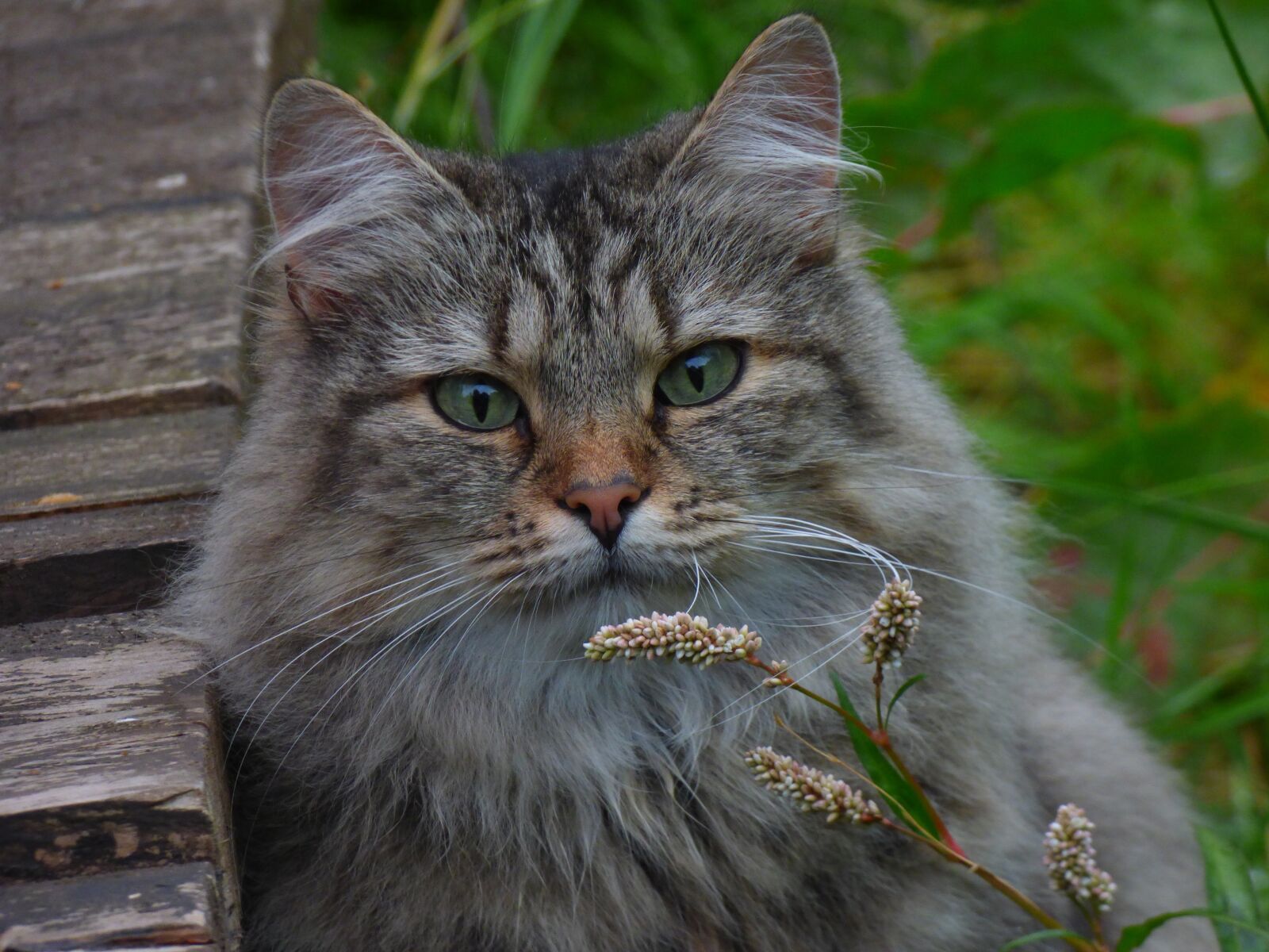 Panasonic DMC-FZ72 sample photo. Norwegian forest cat, cat photography