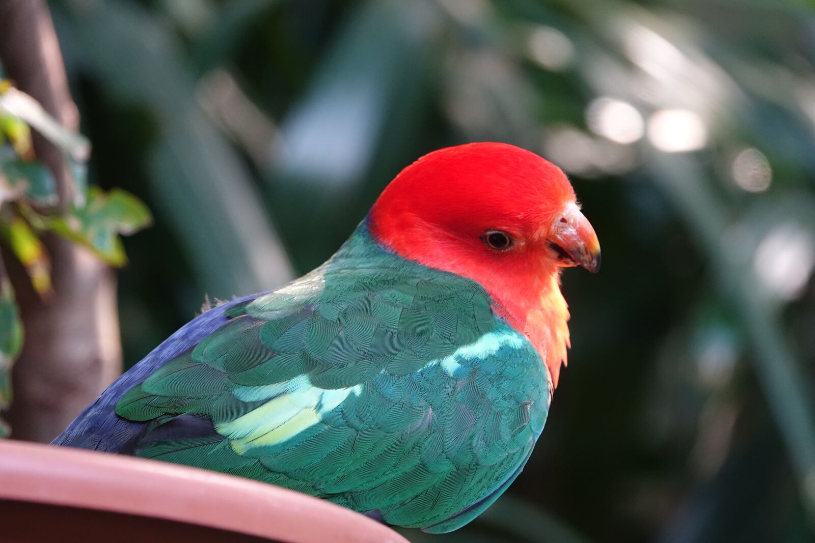 Sony Cyber-shot DSC-RX10 III sample photo. Parrot, redhead, color photography