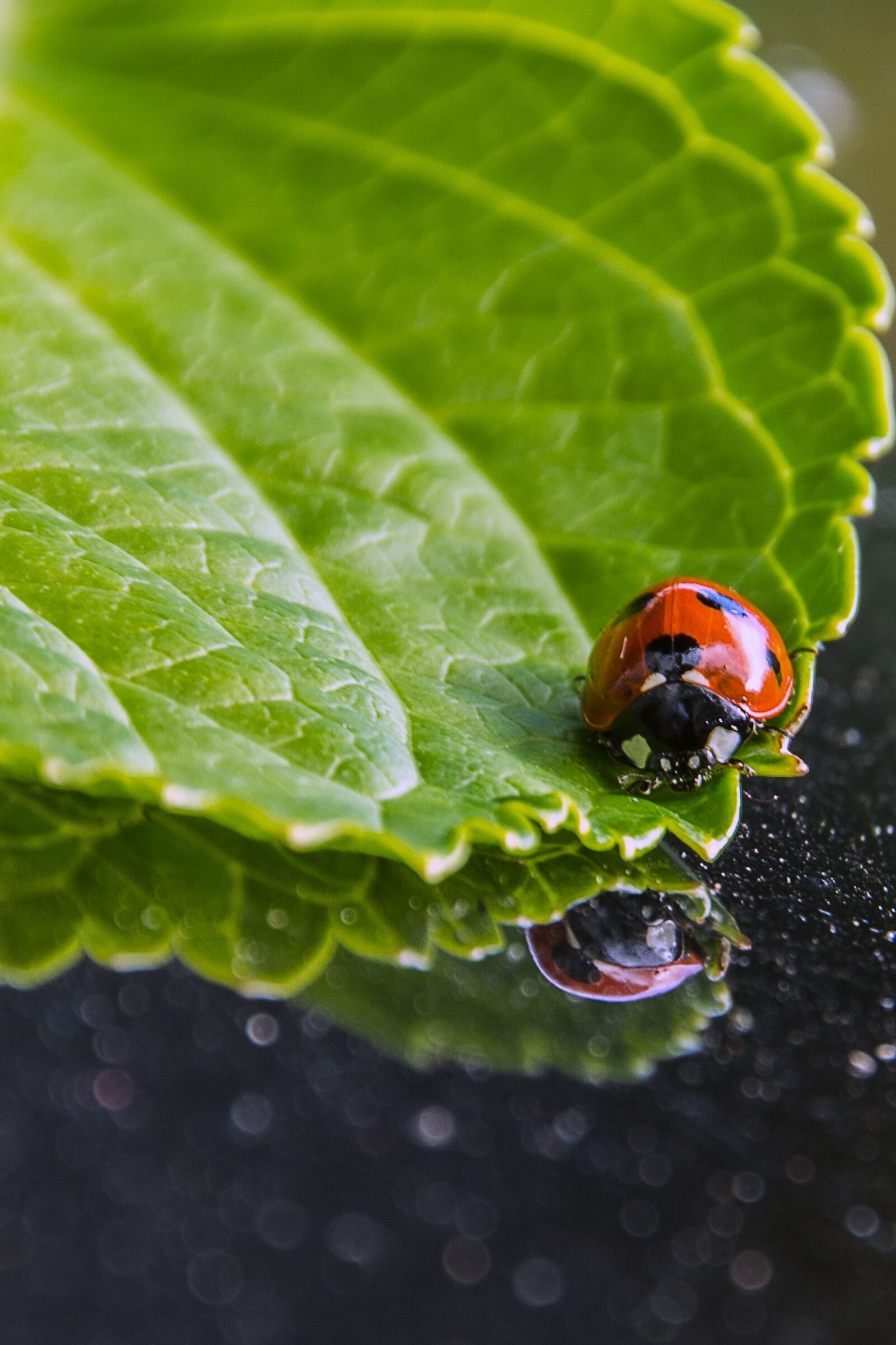 Canon EOS 550D (EOS Rebel T2i / EOS Kiss X4) sample photo. Ladybug, bug, tuininsect photography