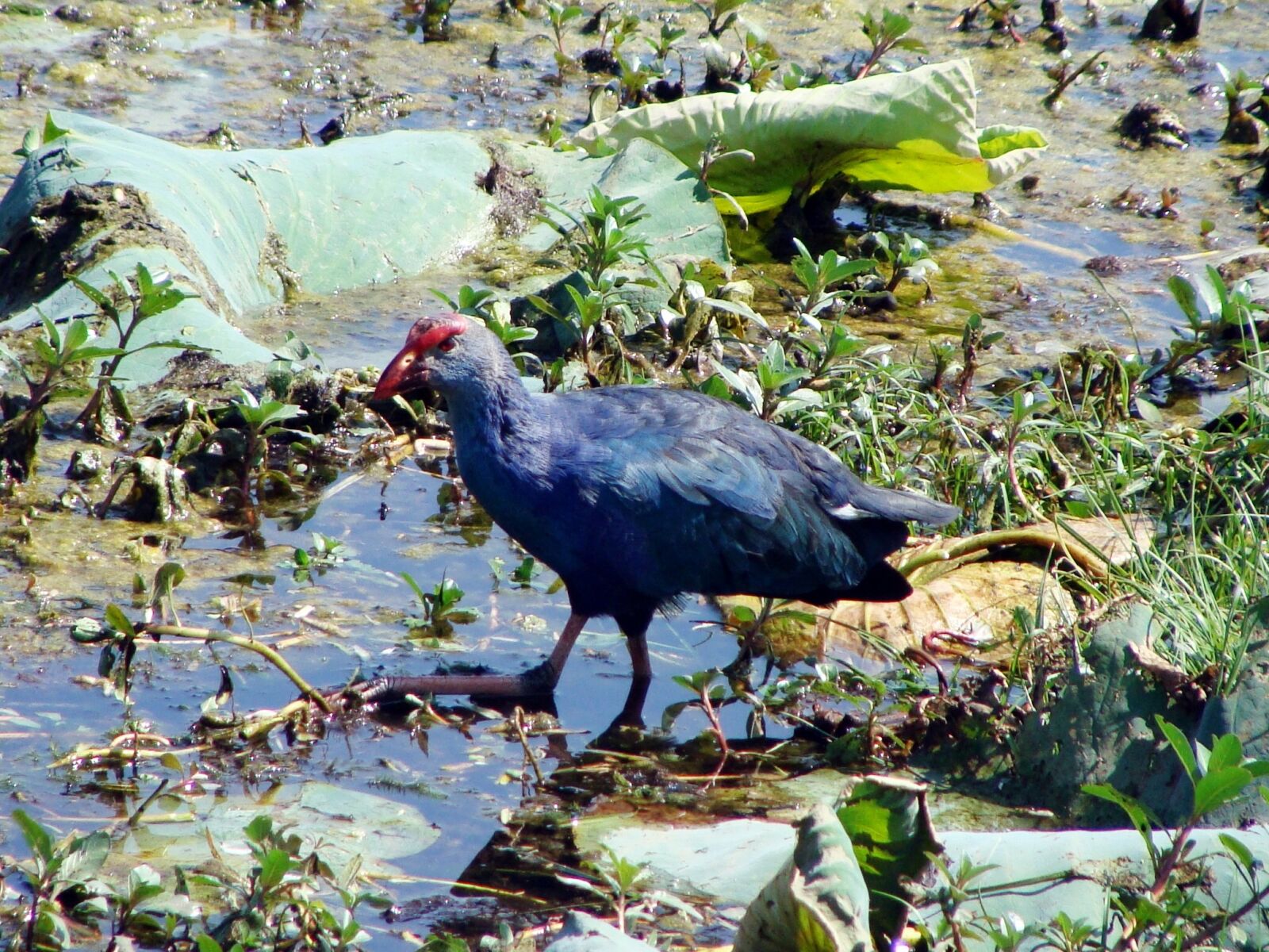 Sony Cyber-shot DSC-H10 sample photo. Purple swamphen, purple moorhen photography