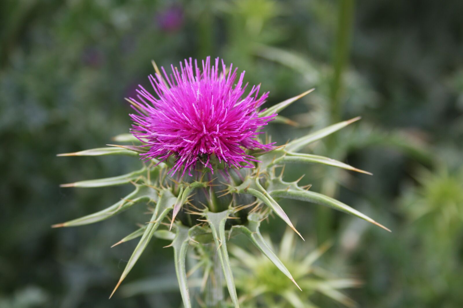 Canon EOS 40D sample photo. Thistle, flower, purple flower photography