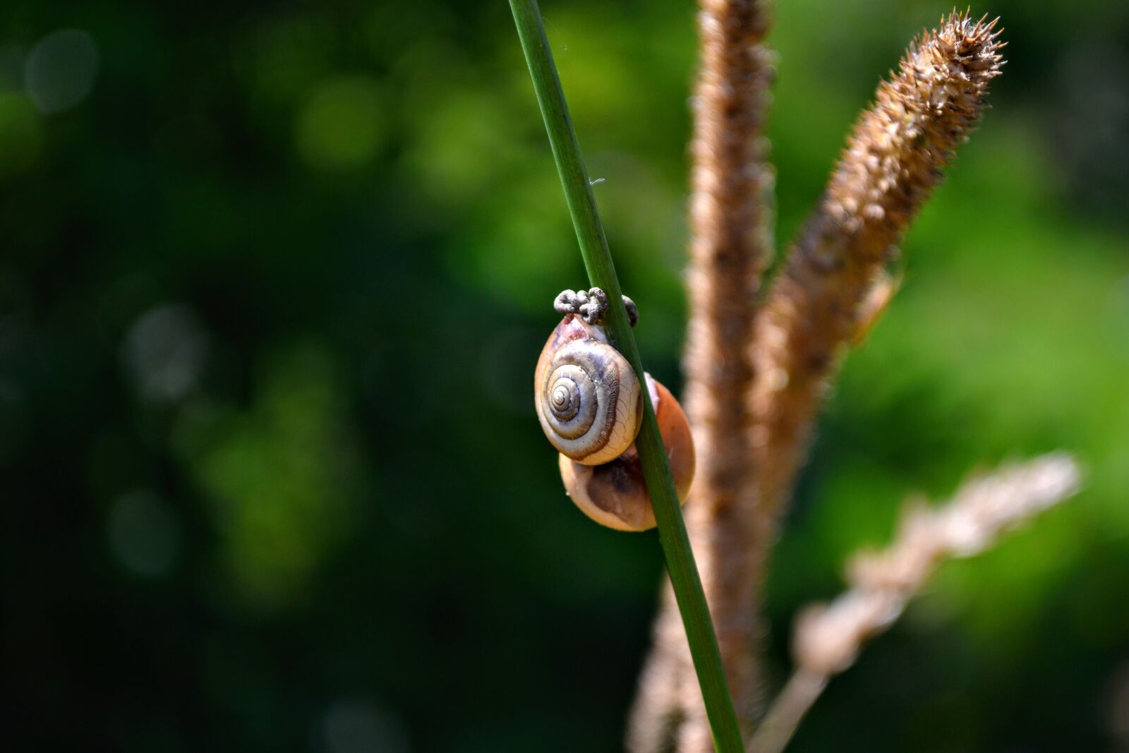 Nikon D3100 sample photo. Snail, grass, macro photography