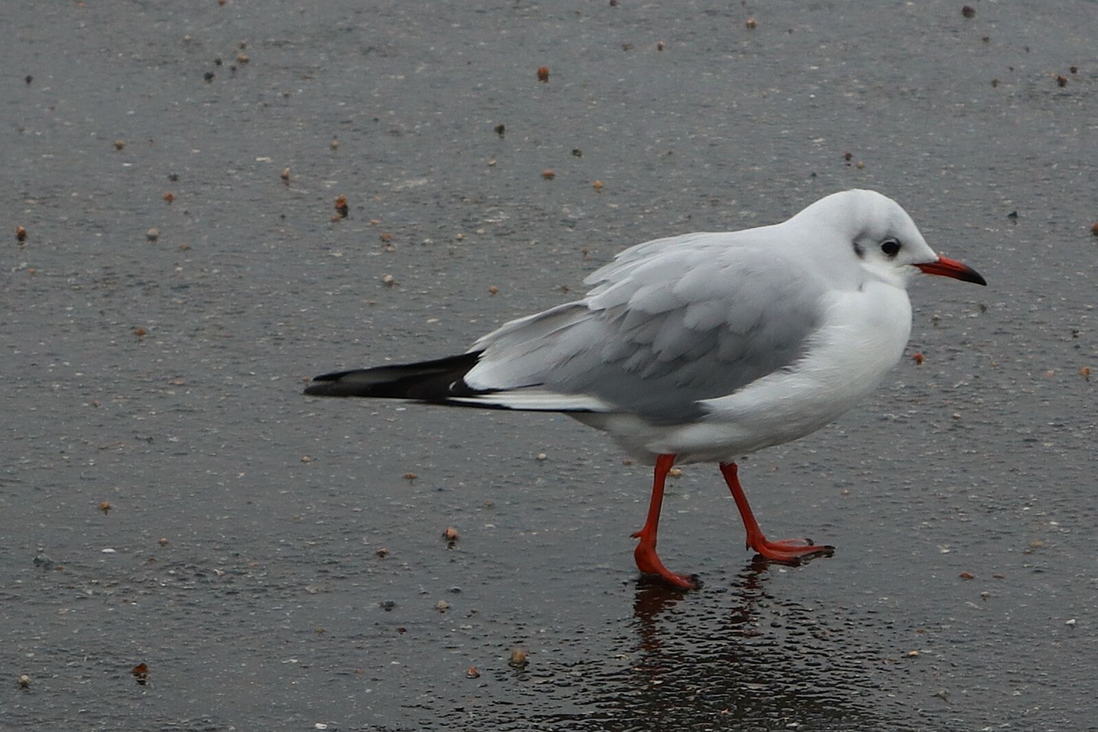 Canon PowerShot G1 X Mark III sample photo. Bird, seagull, wings photography