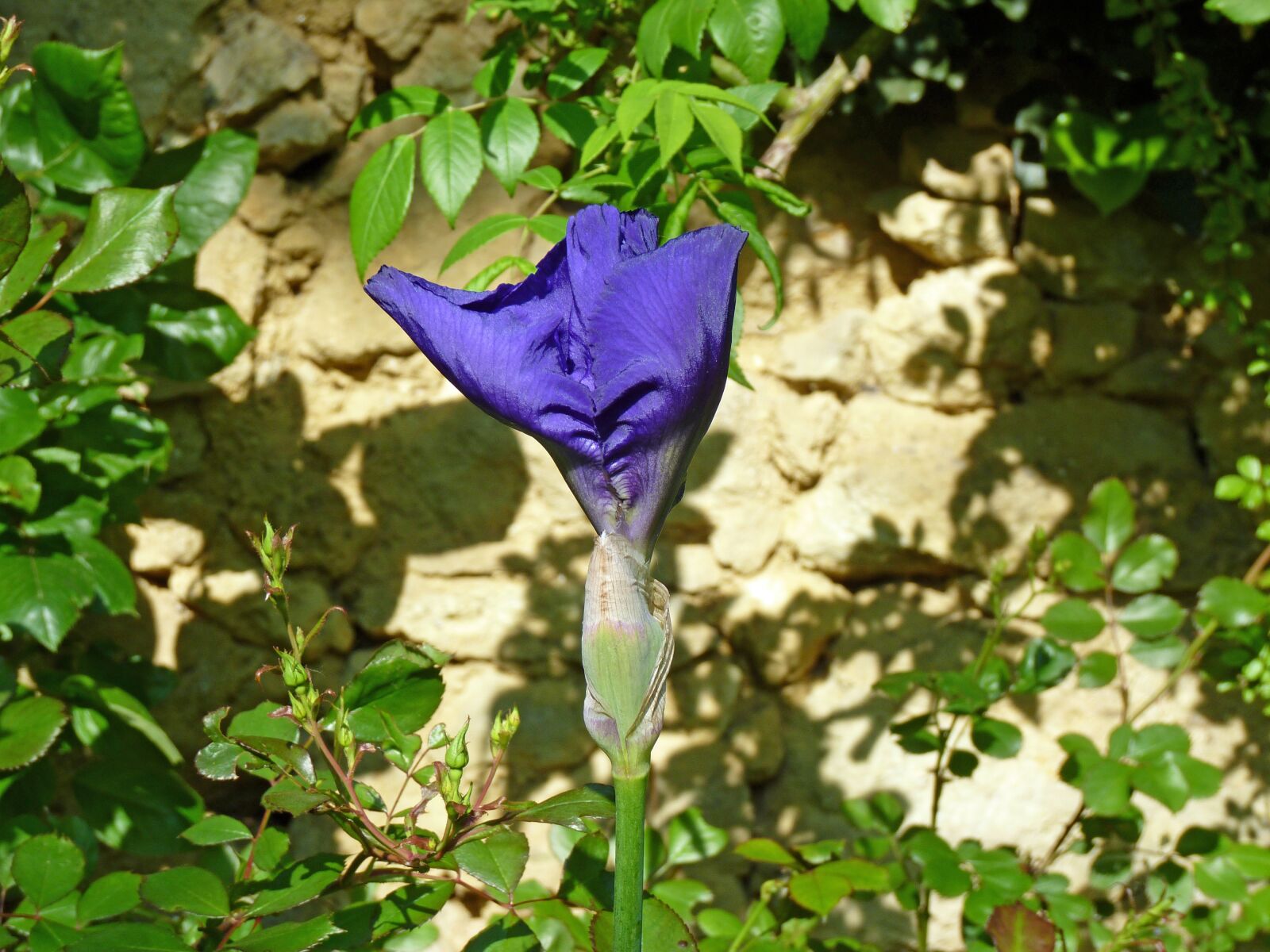 Panasonic Lumix DMC-FZ35 (Lumix DMC-FZ38) sample photo. Iris, purple, flower photography