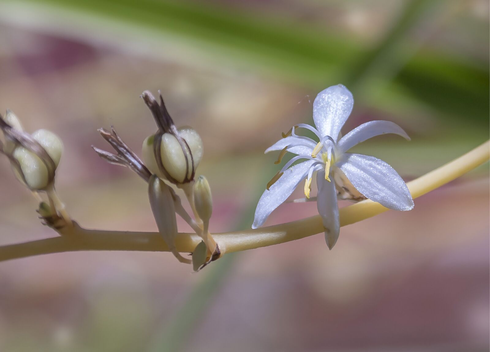Nikon D3200 sample photo. Nature, flower, flora photography