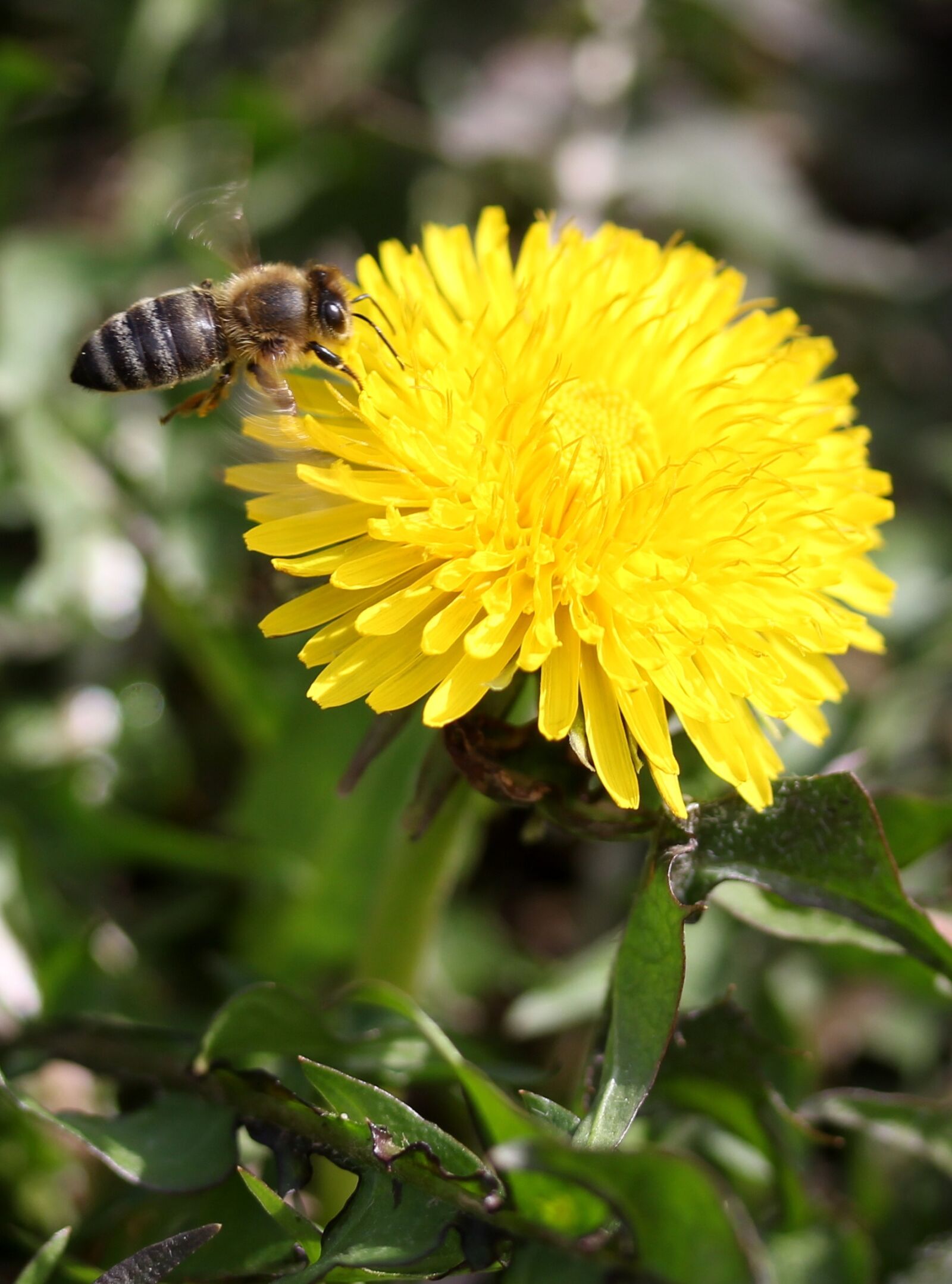 Canon EF-S 60mm F2.8 Macro USM sample photo. Dandelion, bee, flight photography